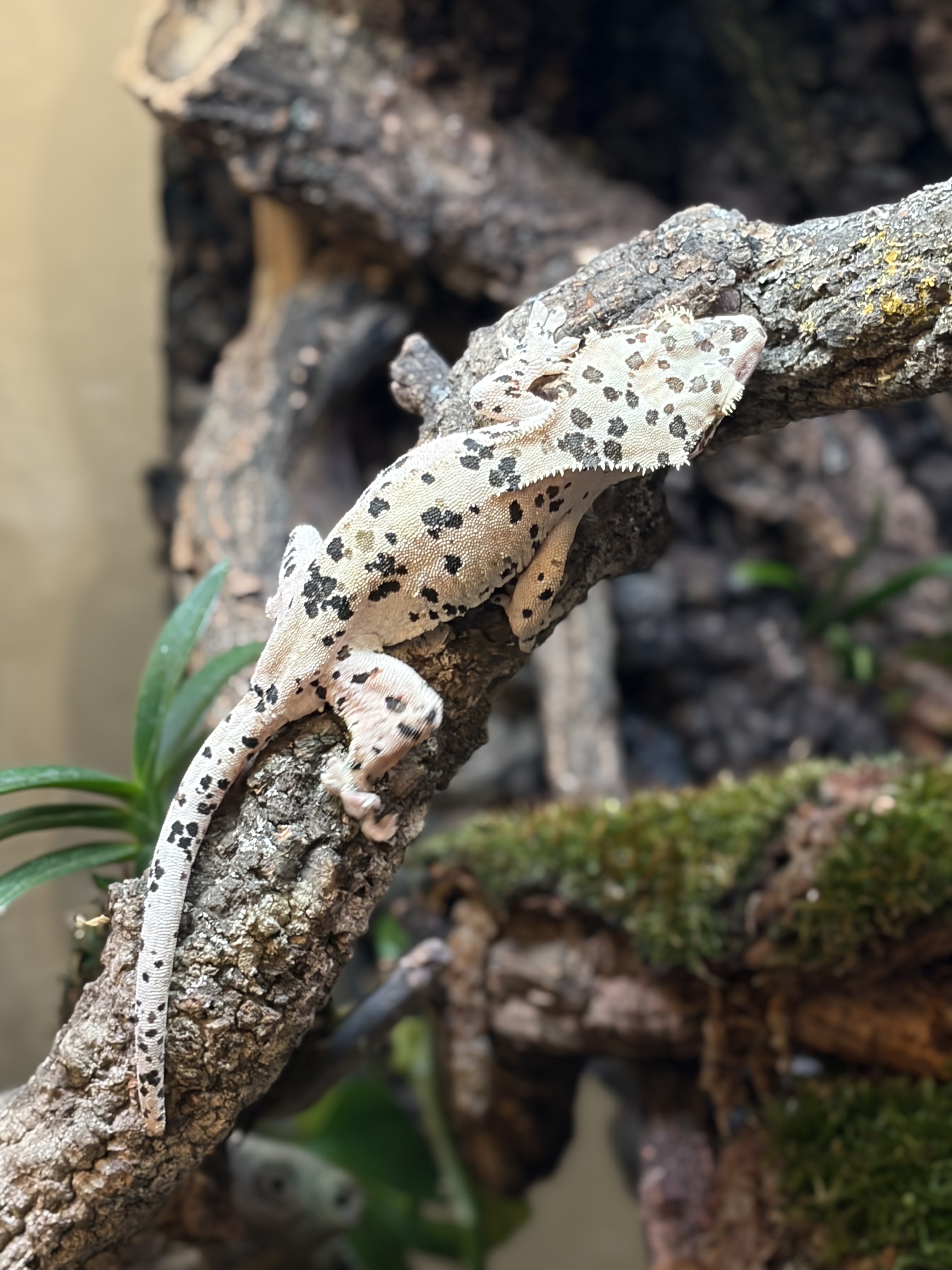 Primal 5. ダルメシアン (F) detail 1