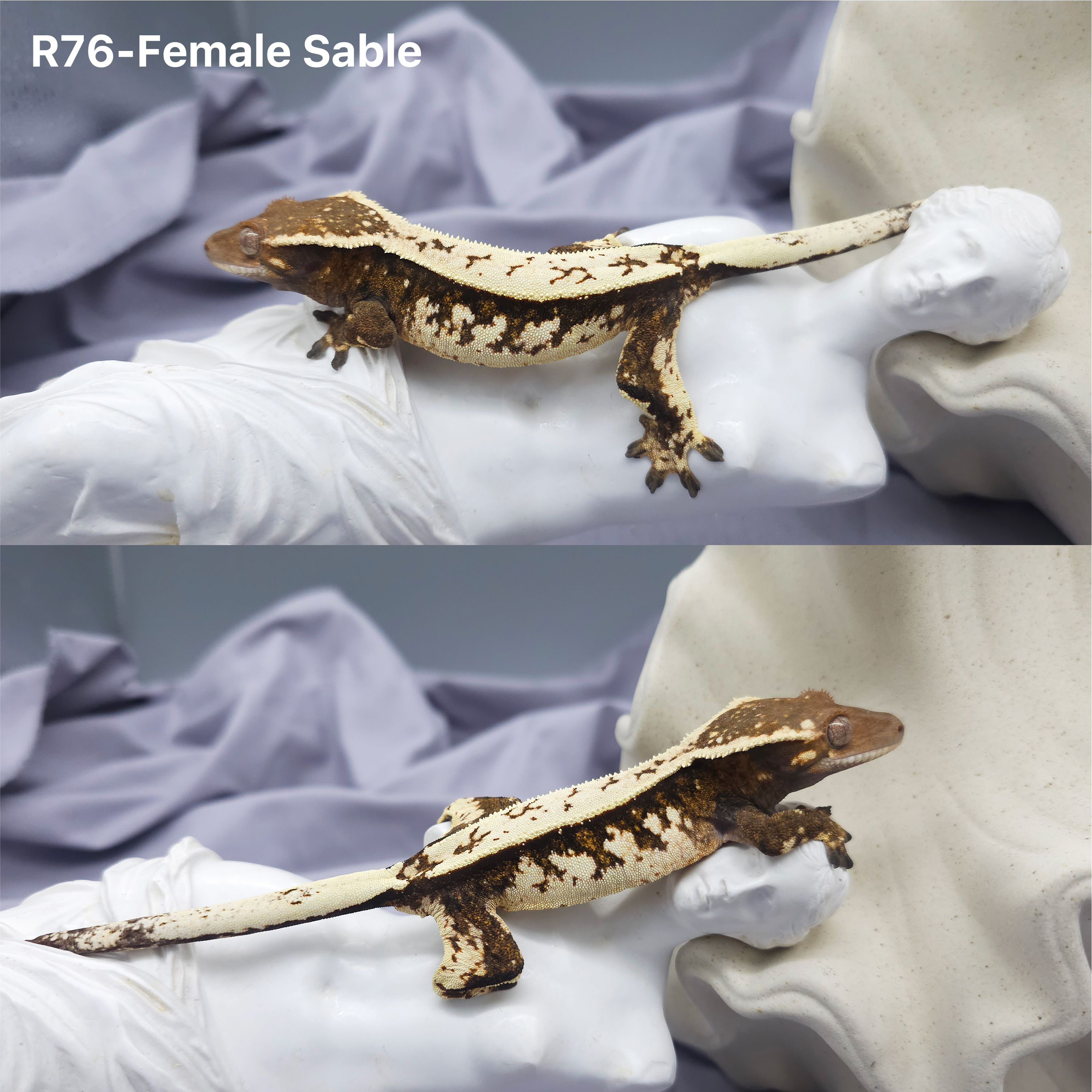 Z76 セーブル (F) detail 1