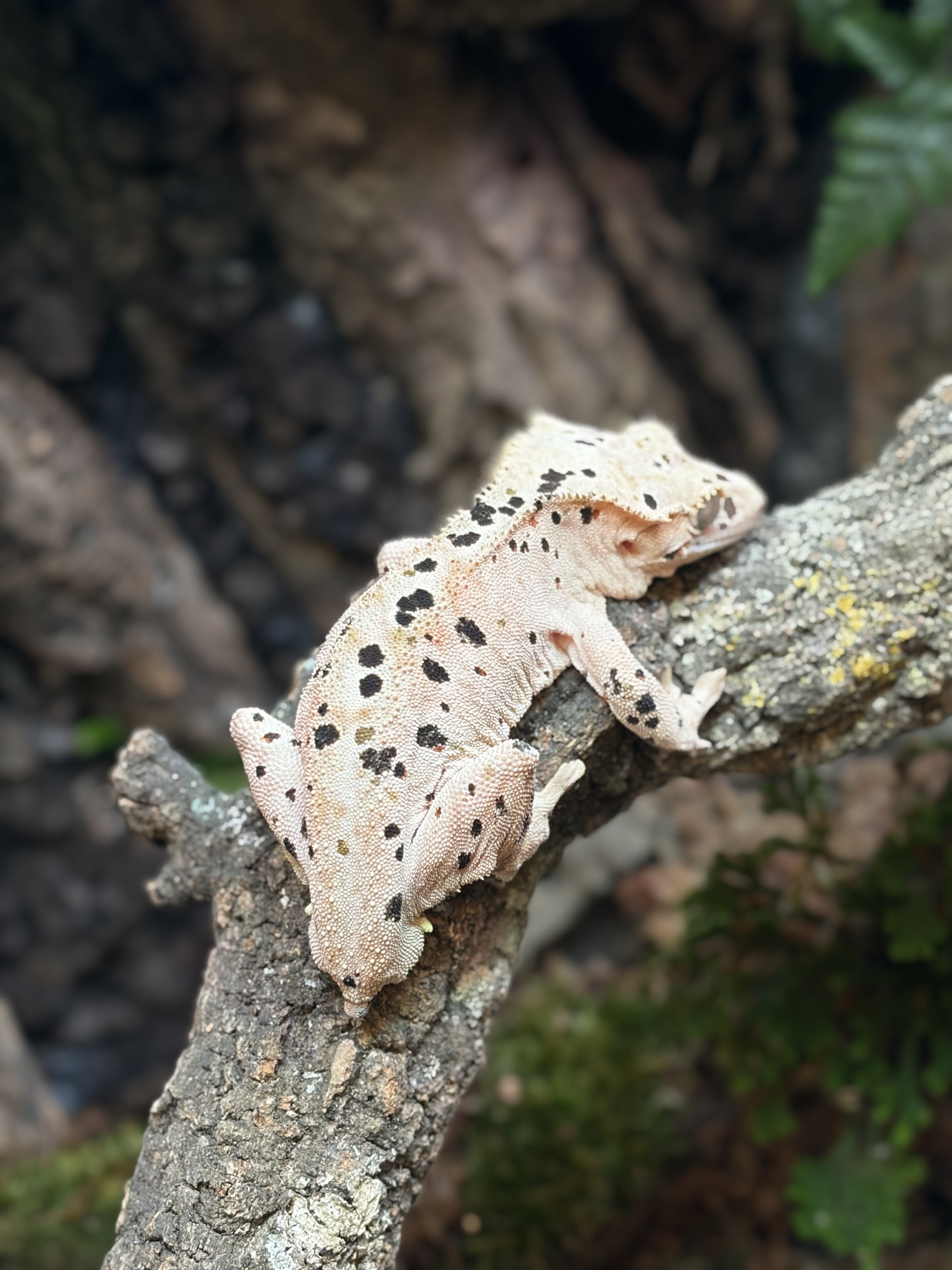 Primal 5. ダルメシアン (M) detail 1