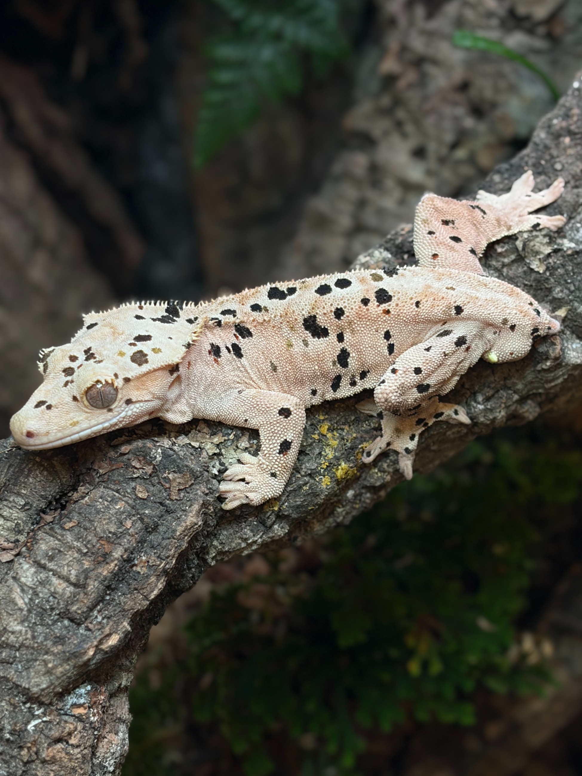 Primal 5. ダルメシアン (M) detail 2