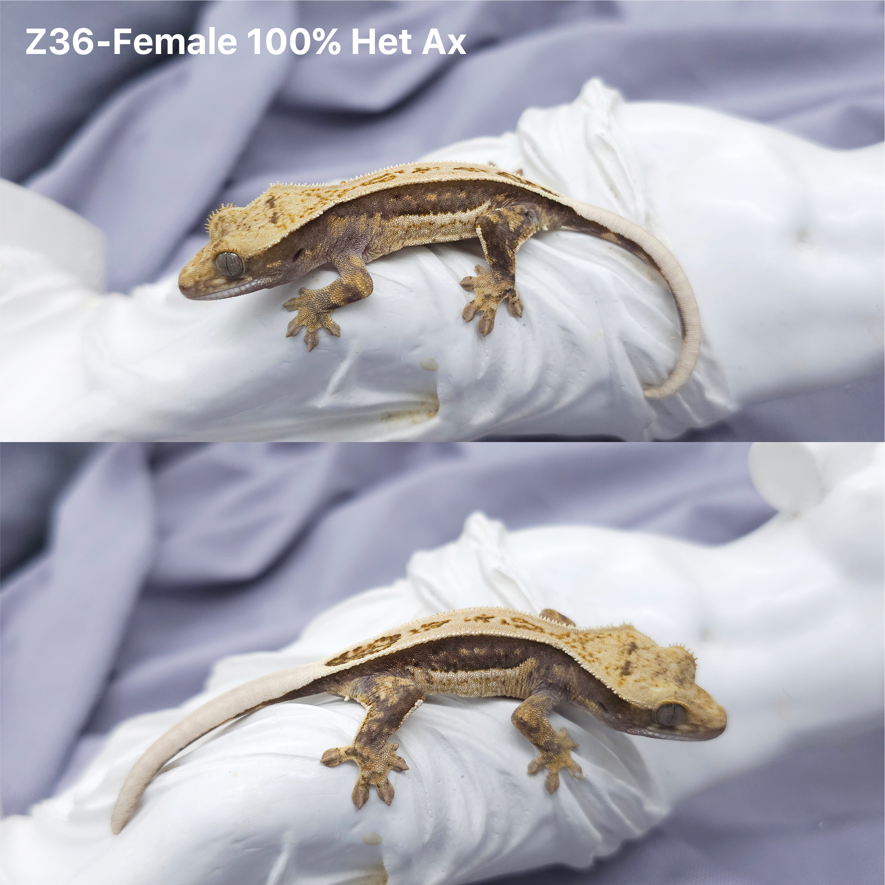 Z36 Het 100 アザンティック (F) detail 1