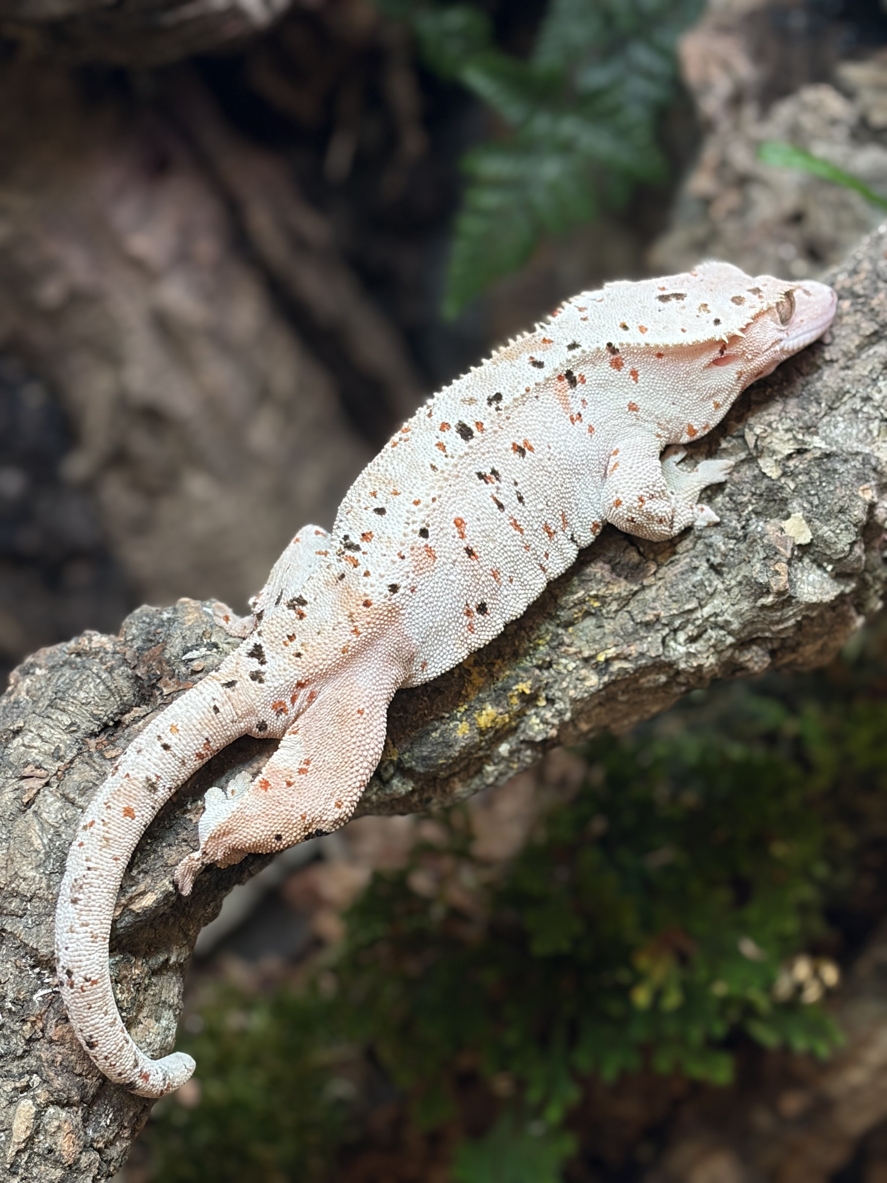 Primal 14. ダルメシアン (F) detail 1