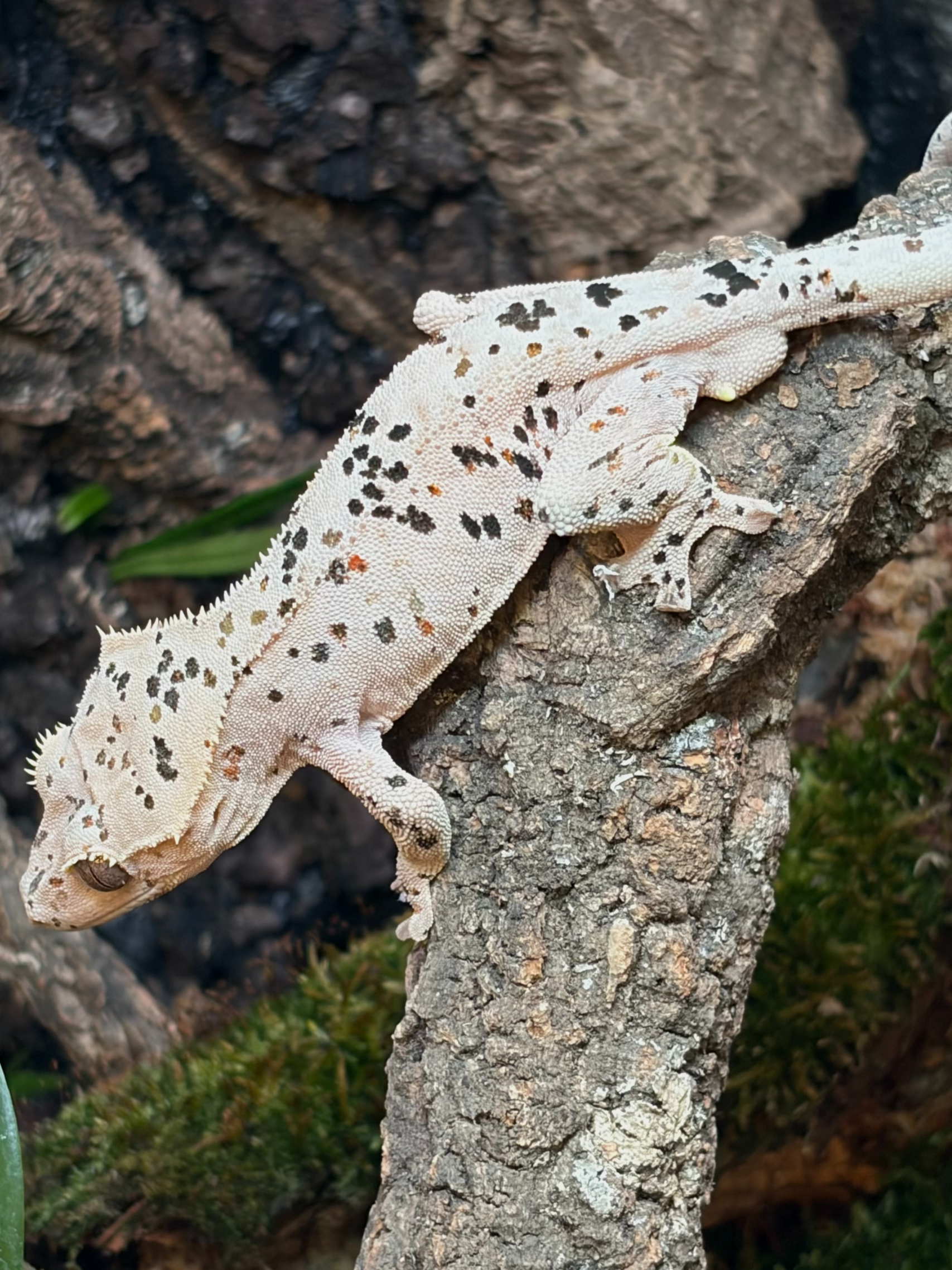 Primal 14. ダルメシアン (F) detail 2