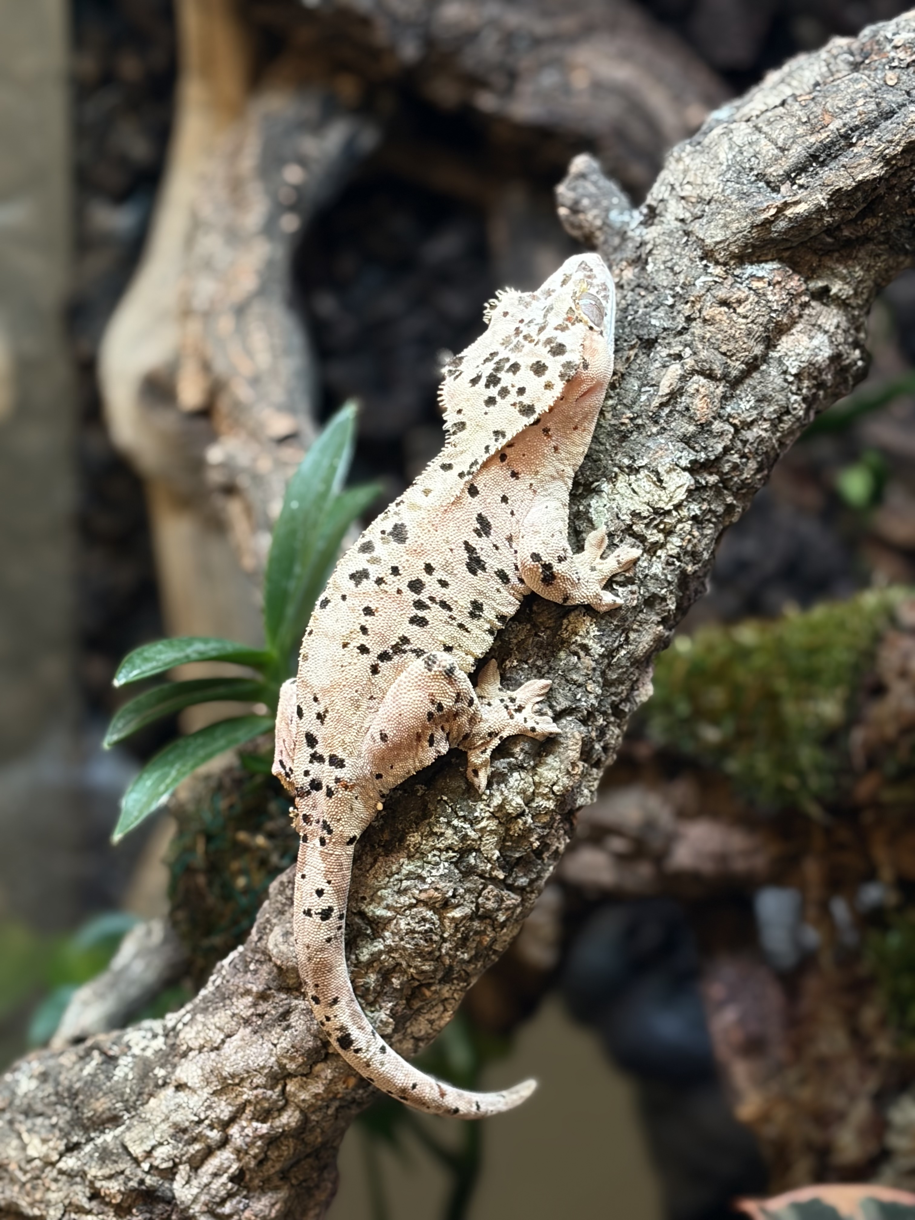 Primal 7. ダルメシアン (F) detail 1