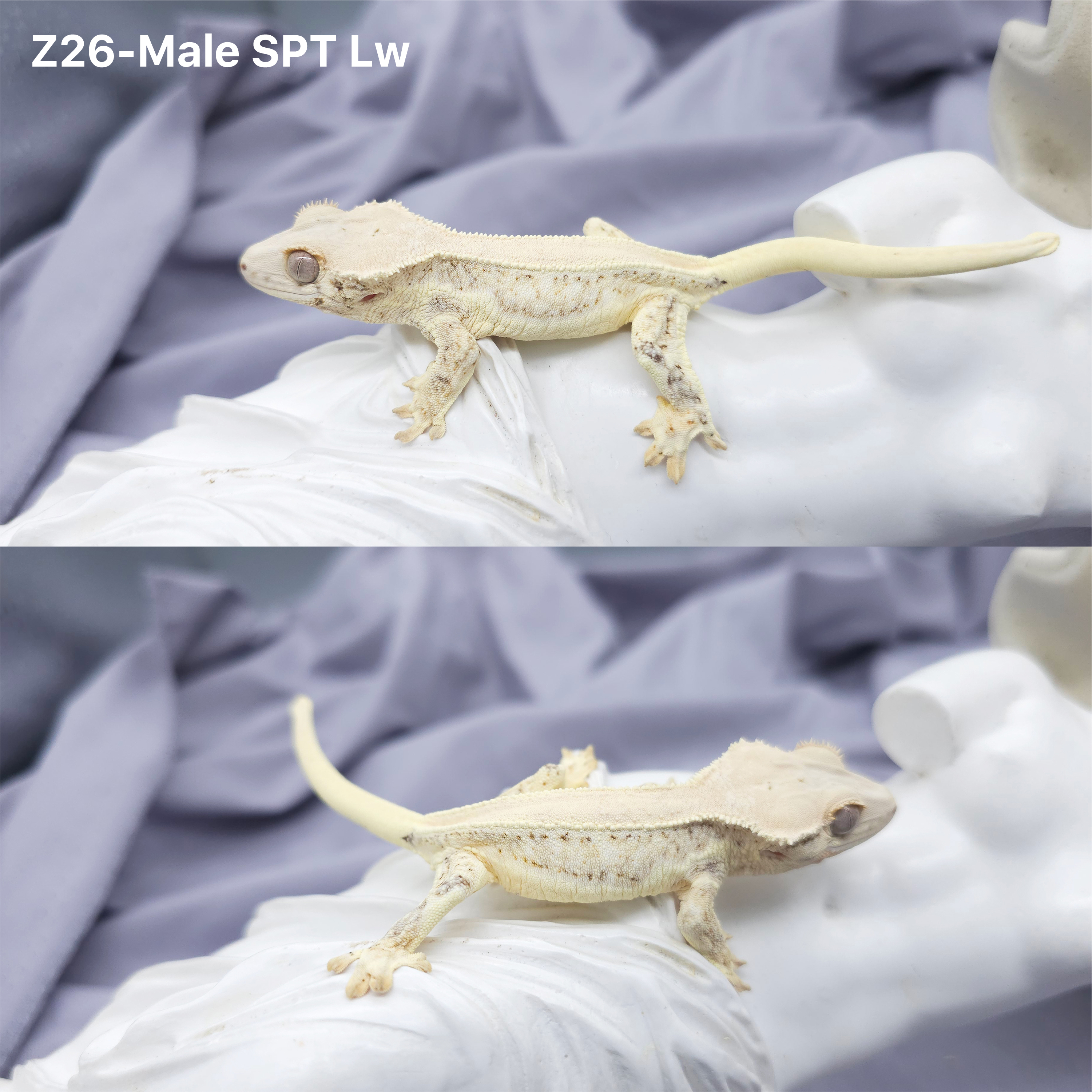 Z26 SPT リリー (M) detail 1