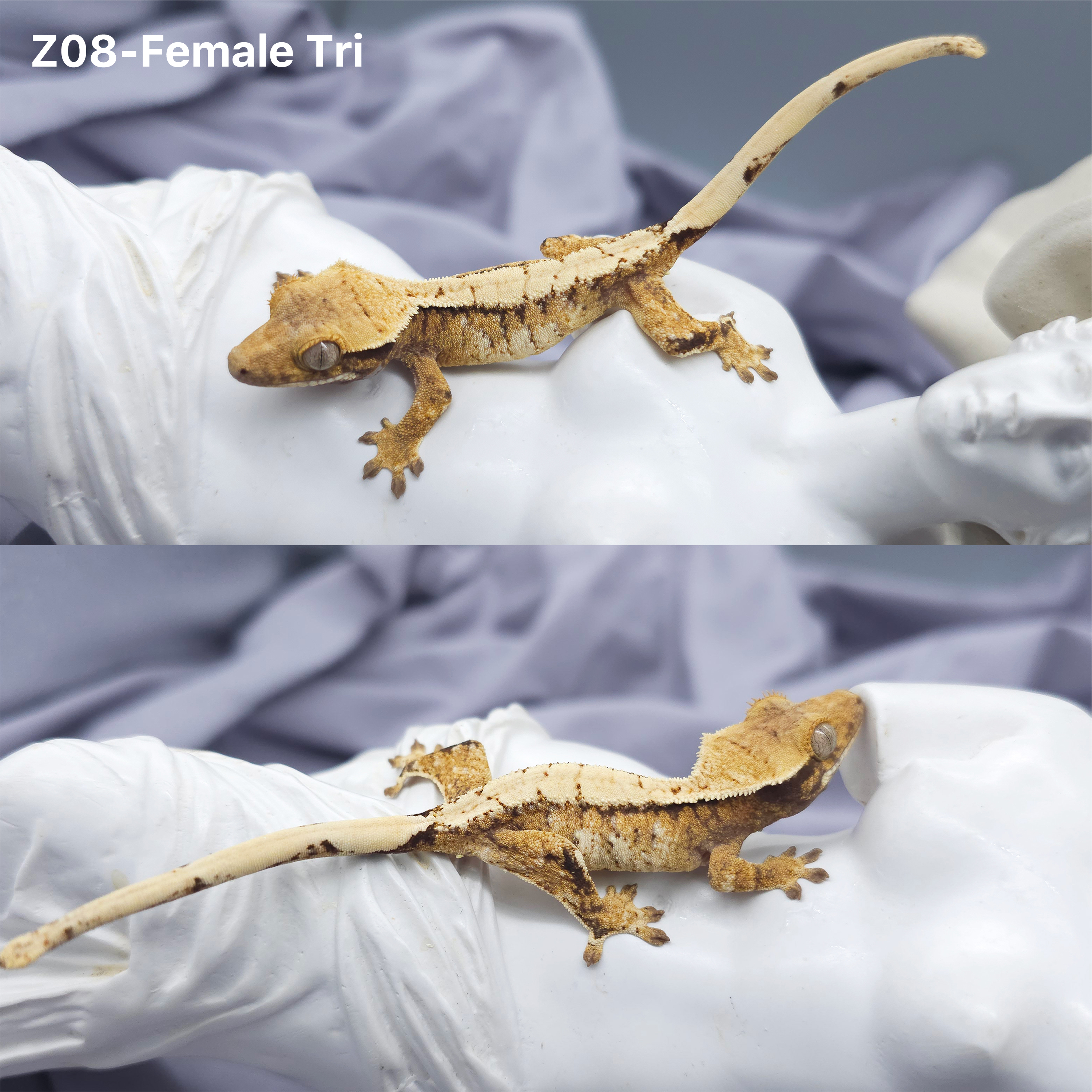 Z8 トライ(F) detail 1