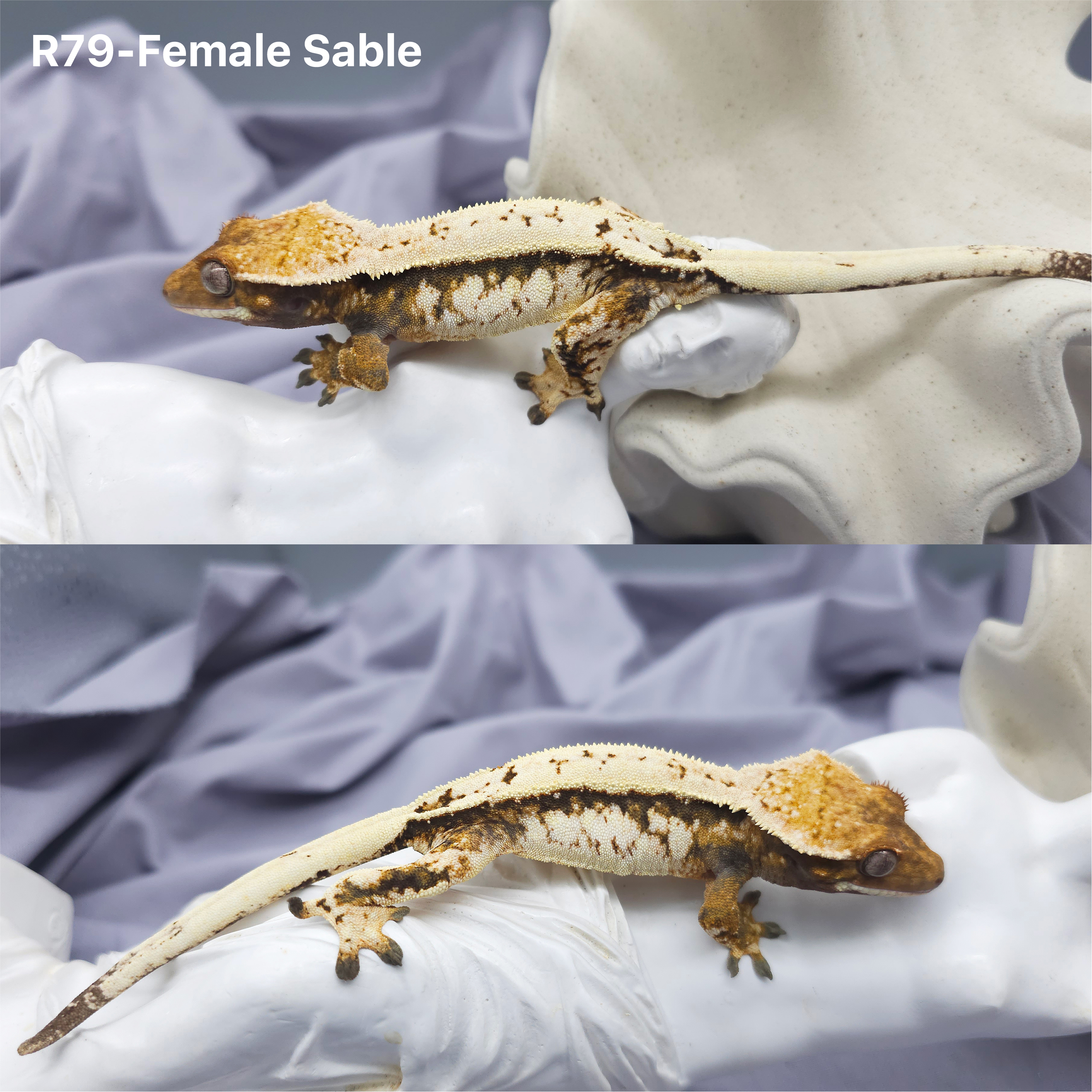 Z79 セーブル (F) detail 1