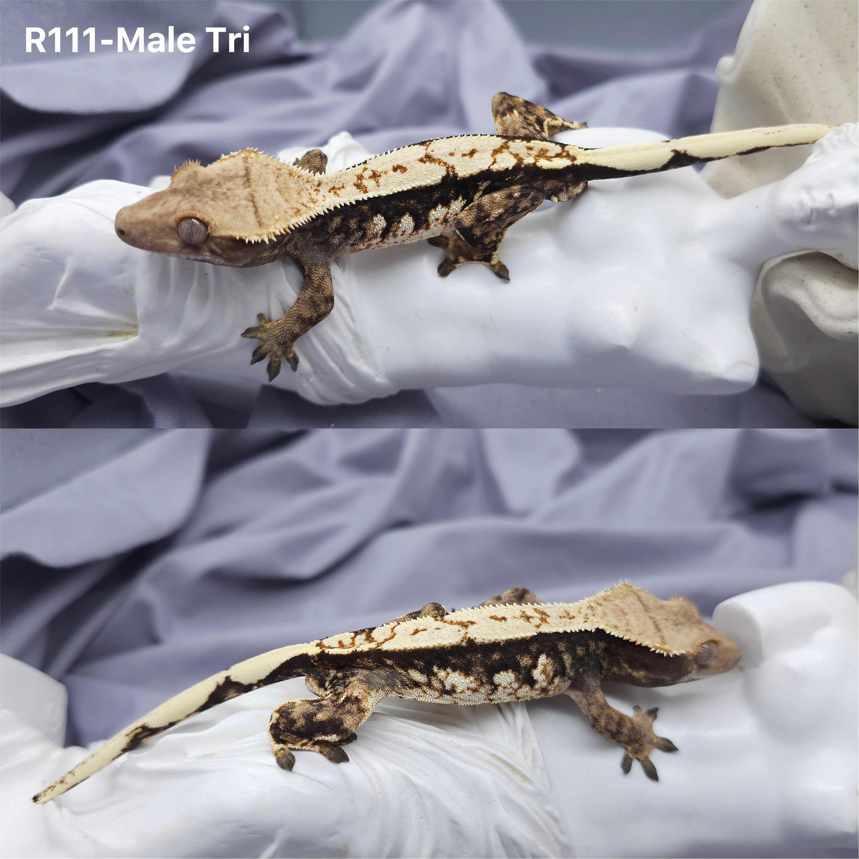 Z111 トライ (M) detail 1