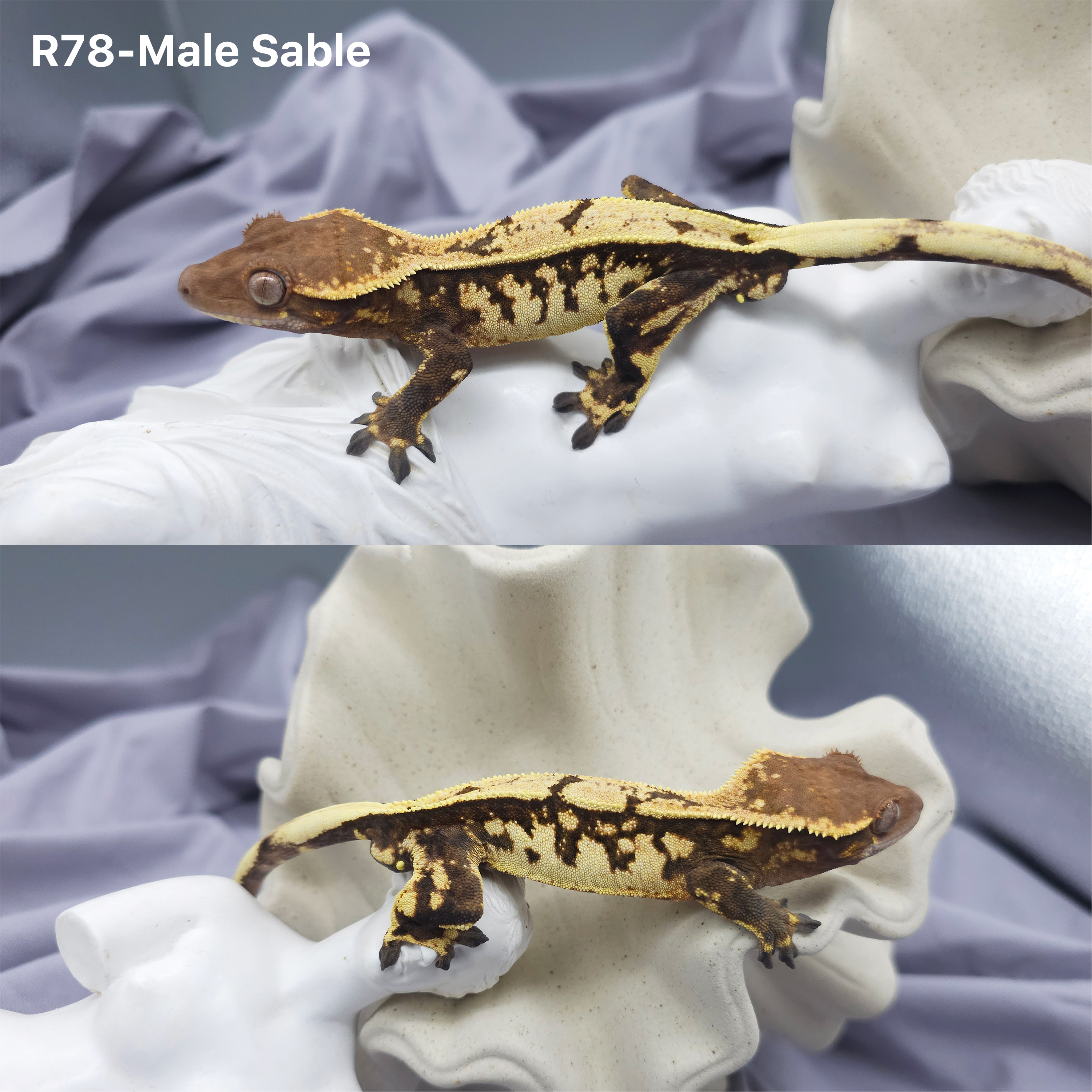 Z78 セーブル (M) detail 1