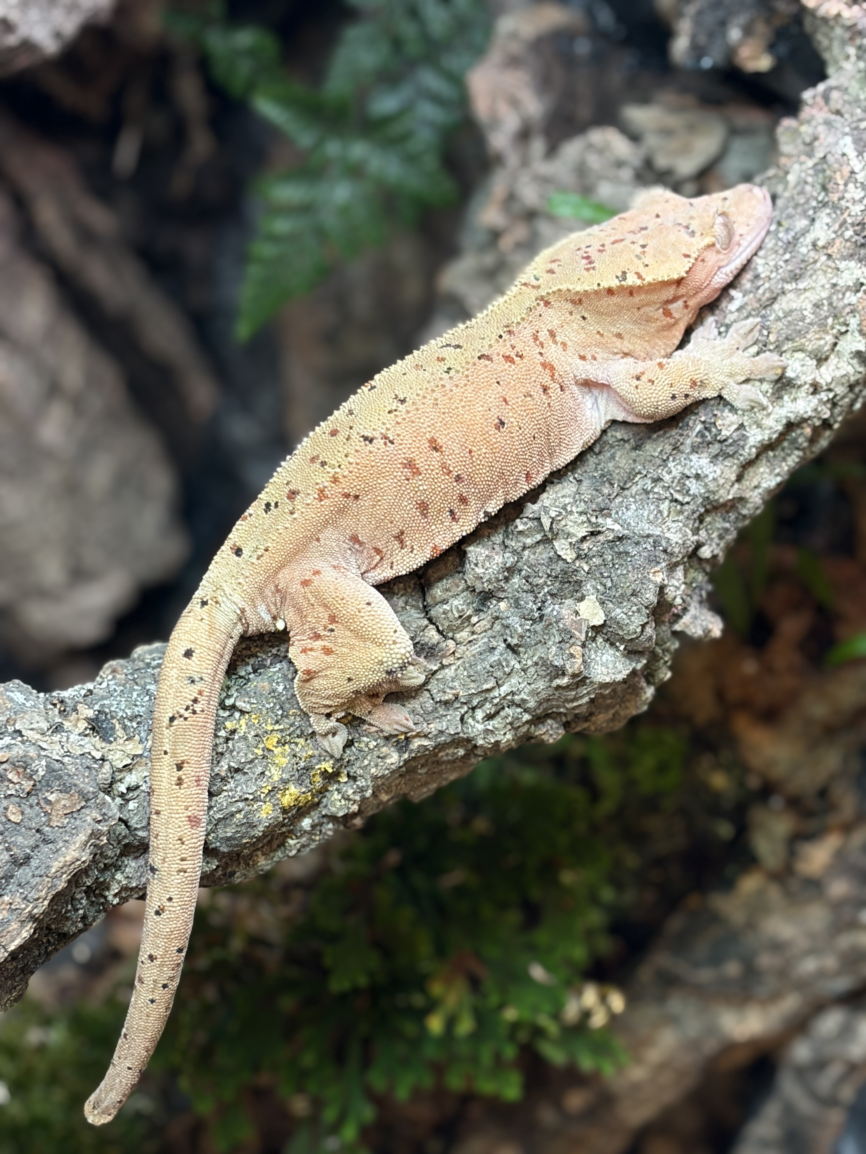 Primal 13. ダルメシアン (F) detail 1