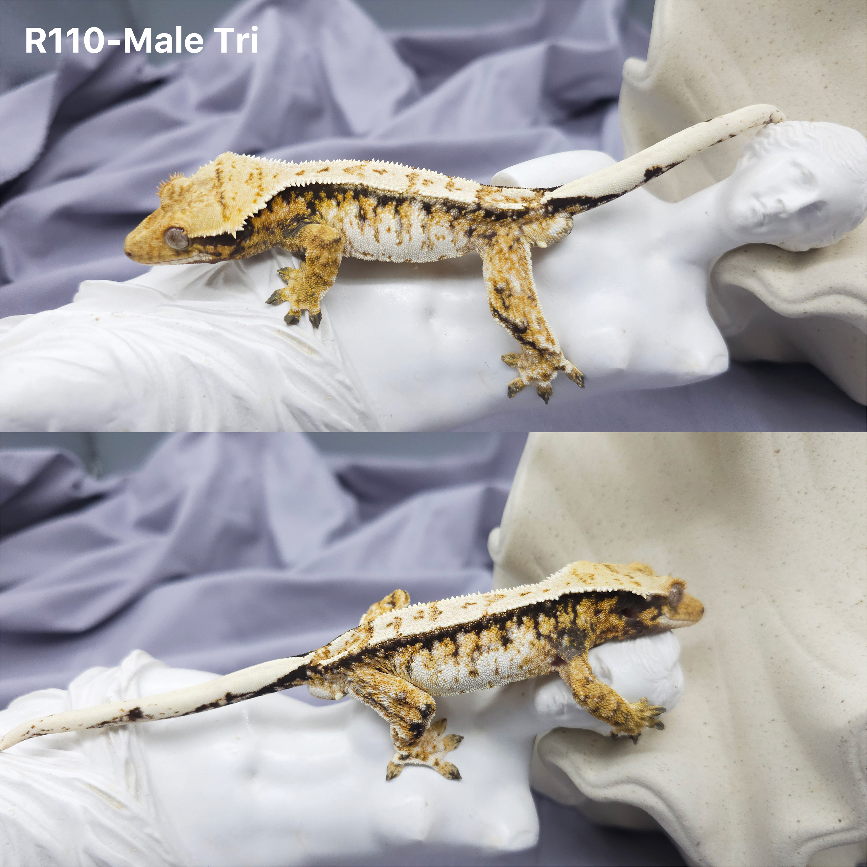 Z110 Tricolor (M) detail 1