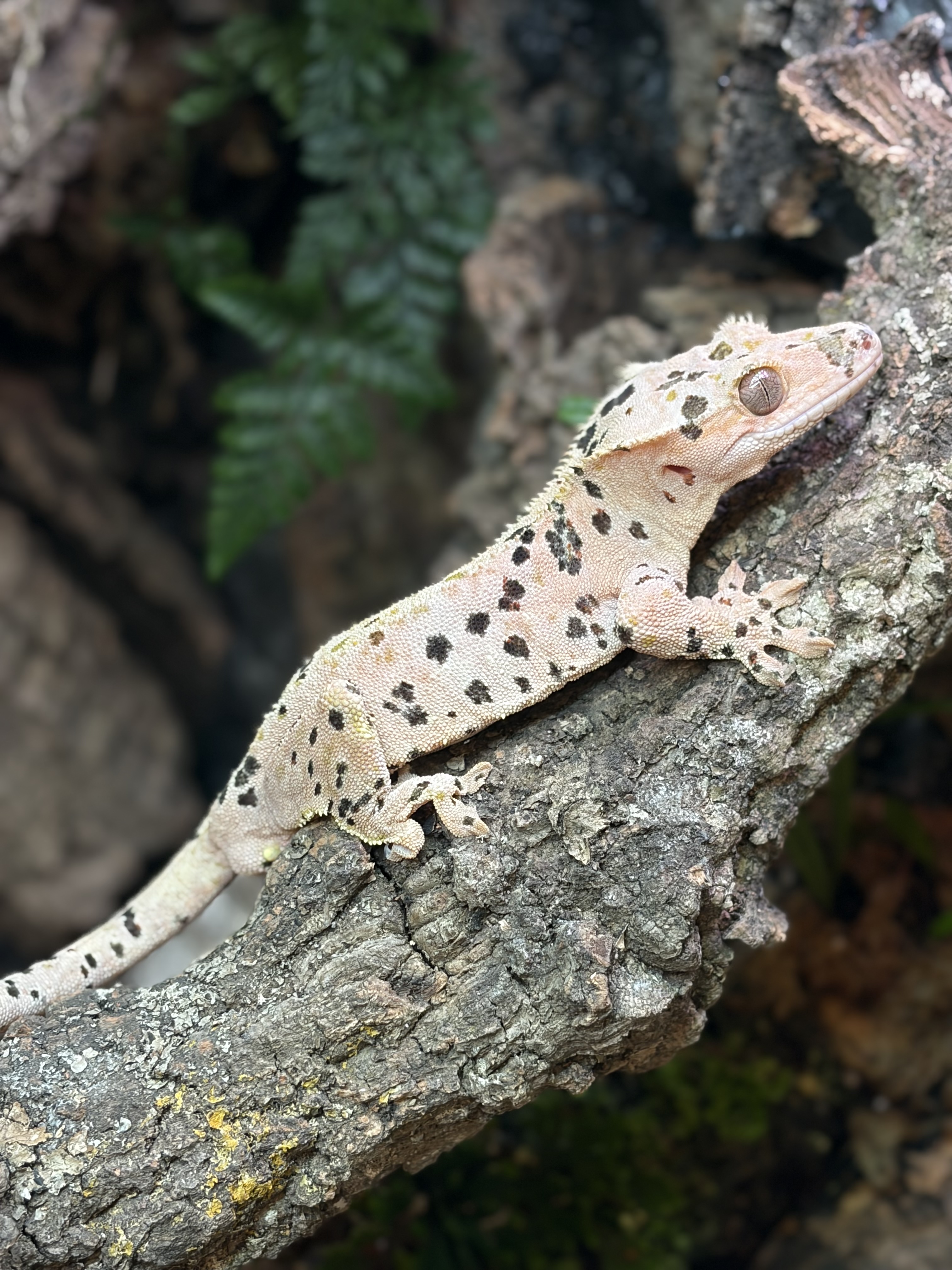 Primal 6. ダルメシアン (M) detail 1