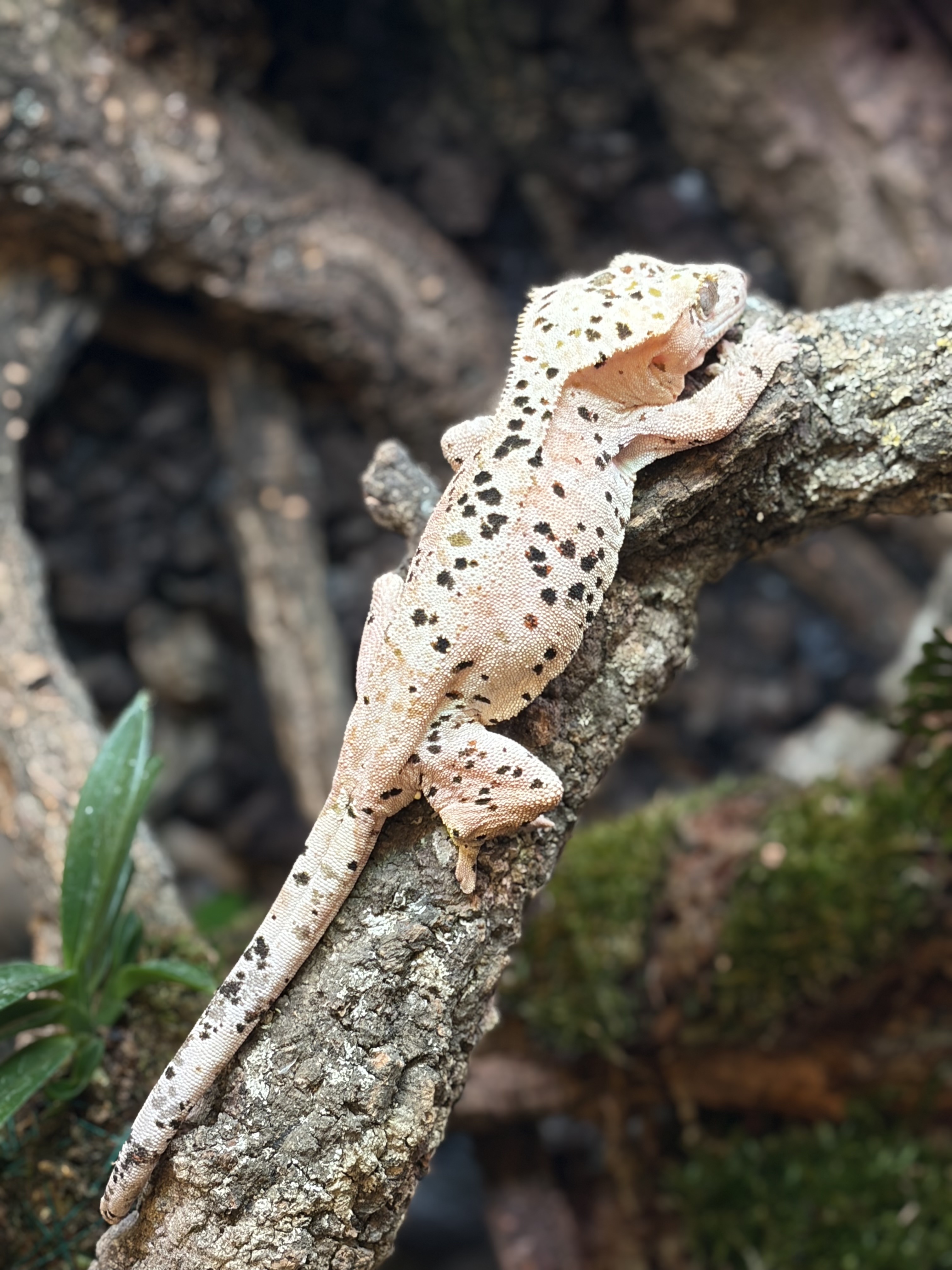 Primal 9. Dalmatian (F) detail 1