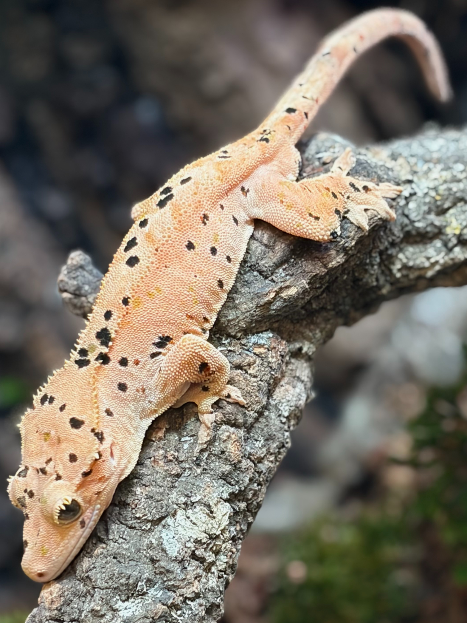 Primal 9. Dalmatian (F) detail 2