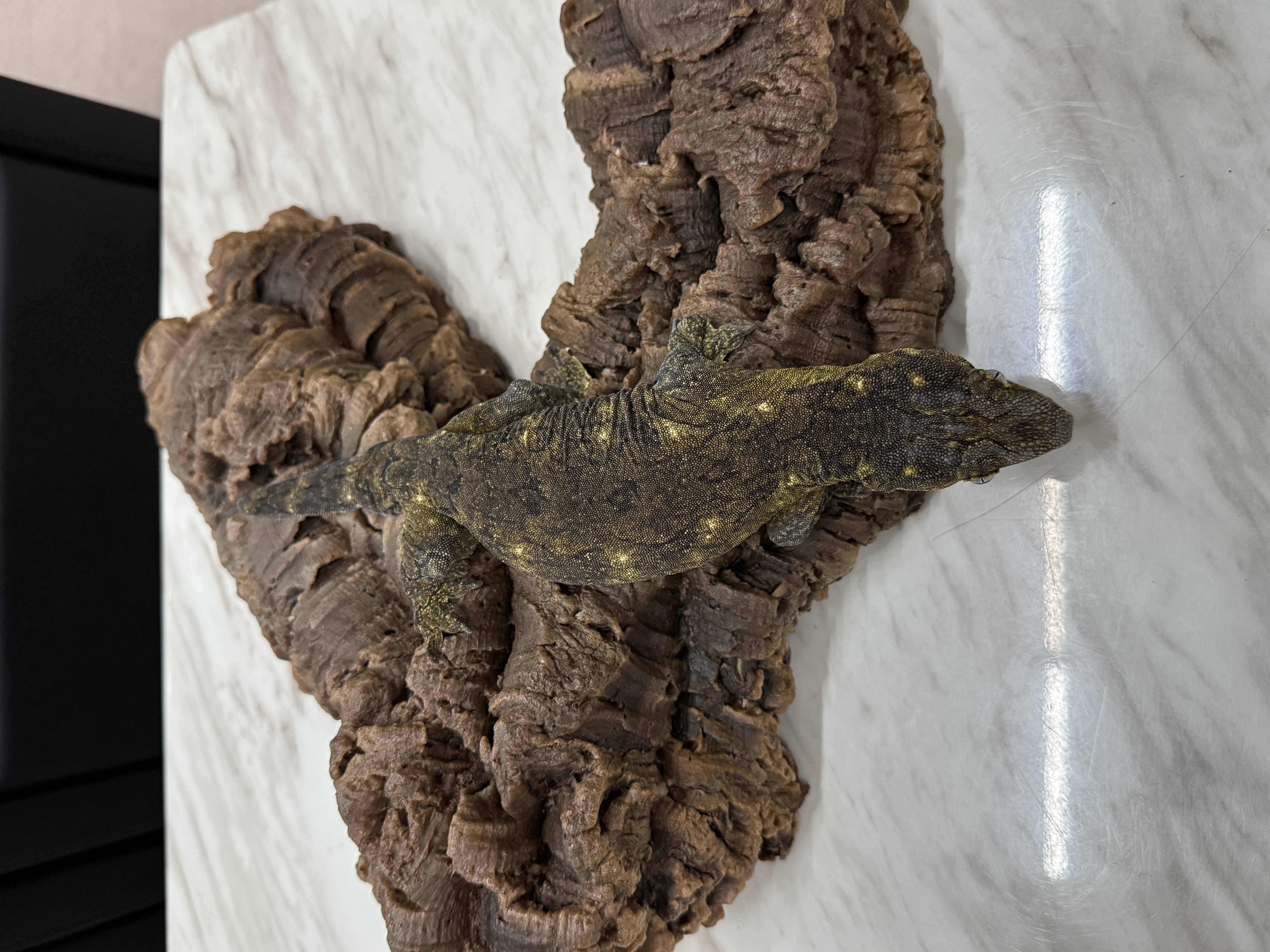 Leapin Leachies - グリンポインディミエ (F) detail 2