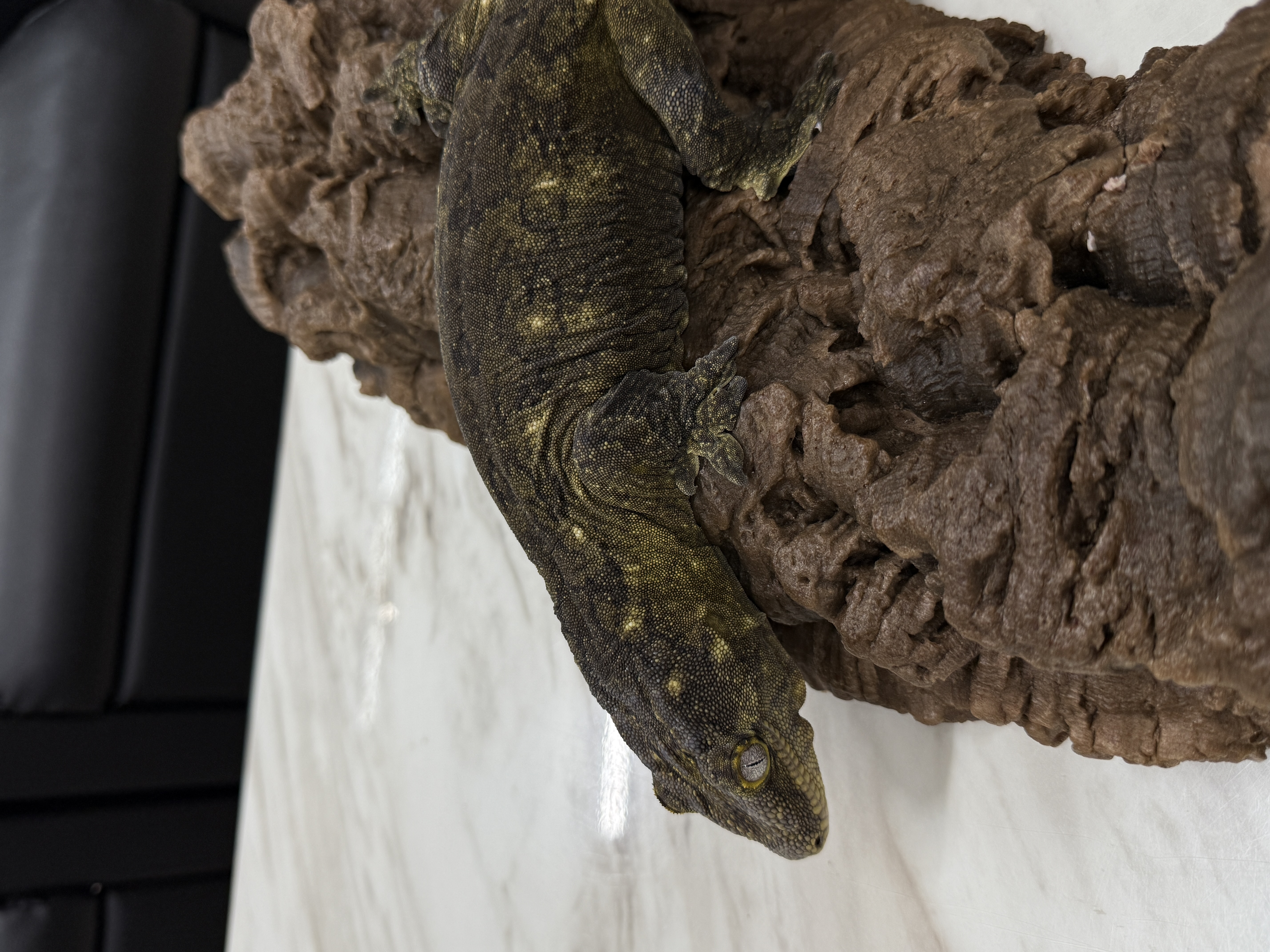 Leapin Leachies - グリンポインディミエ (F) detail 3