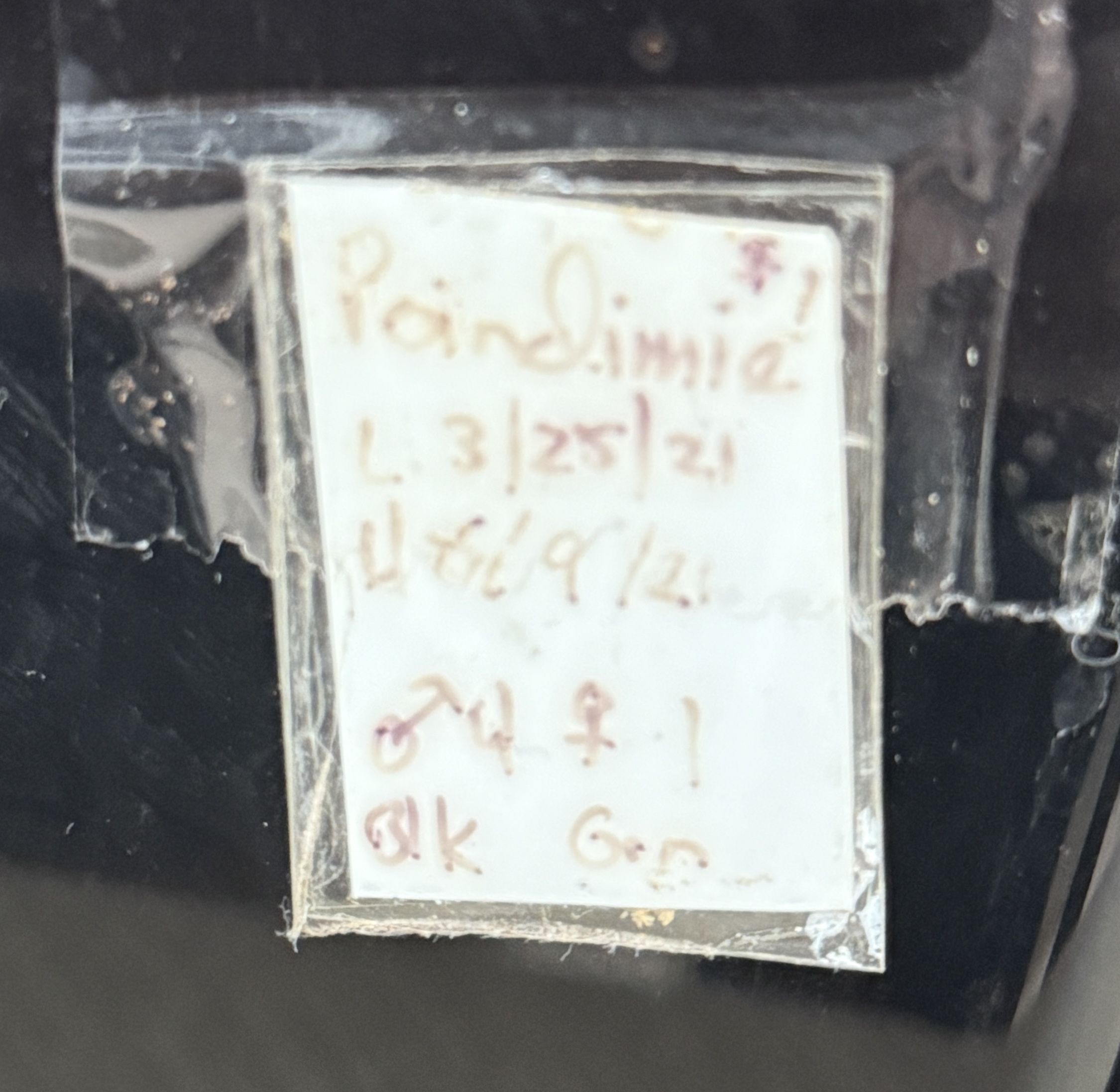 Leapin Leachies - グリンポインディミエ (F) detail 4