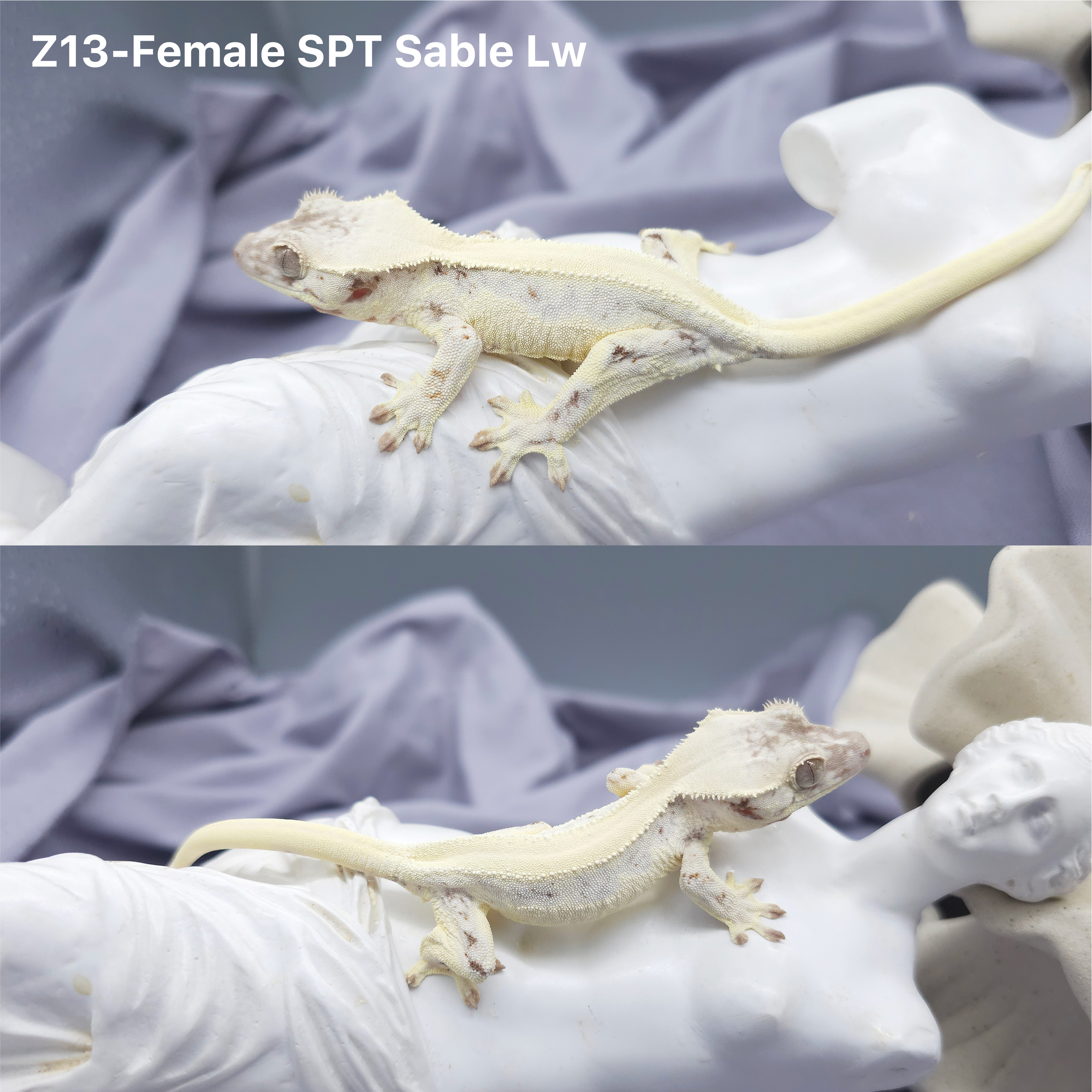 Z13 SPT セーブルリリー (F) detail 1