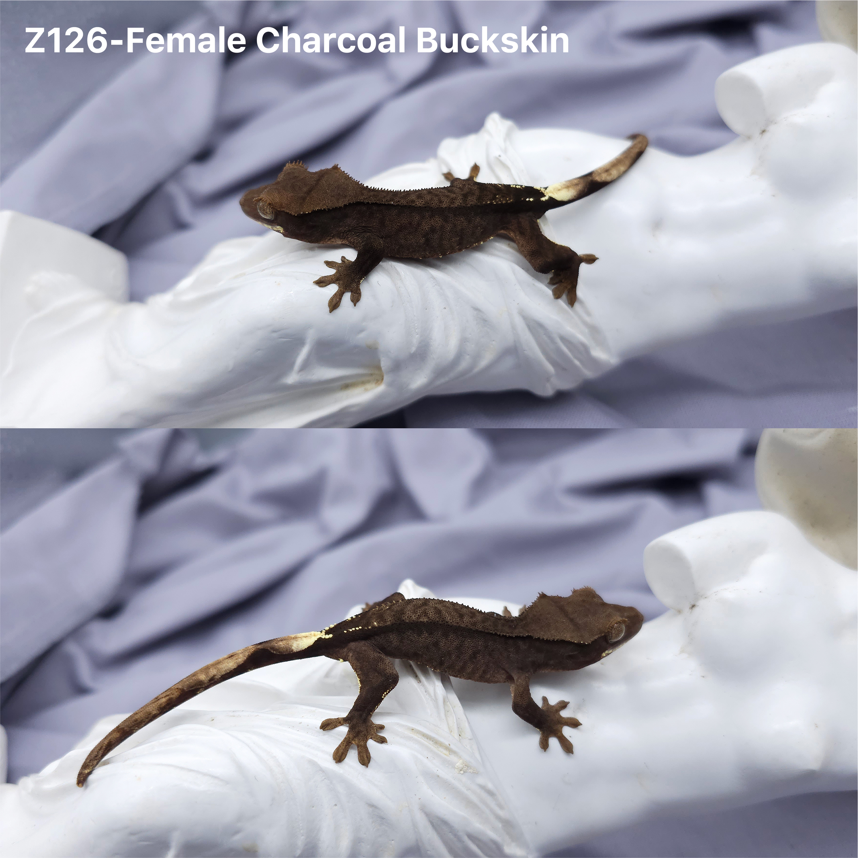 Z126 チャコールバックスキン (F) detail 1