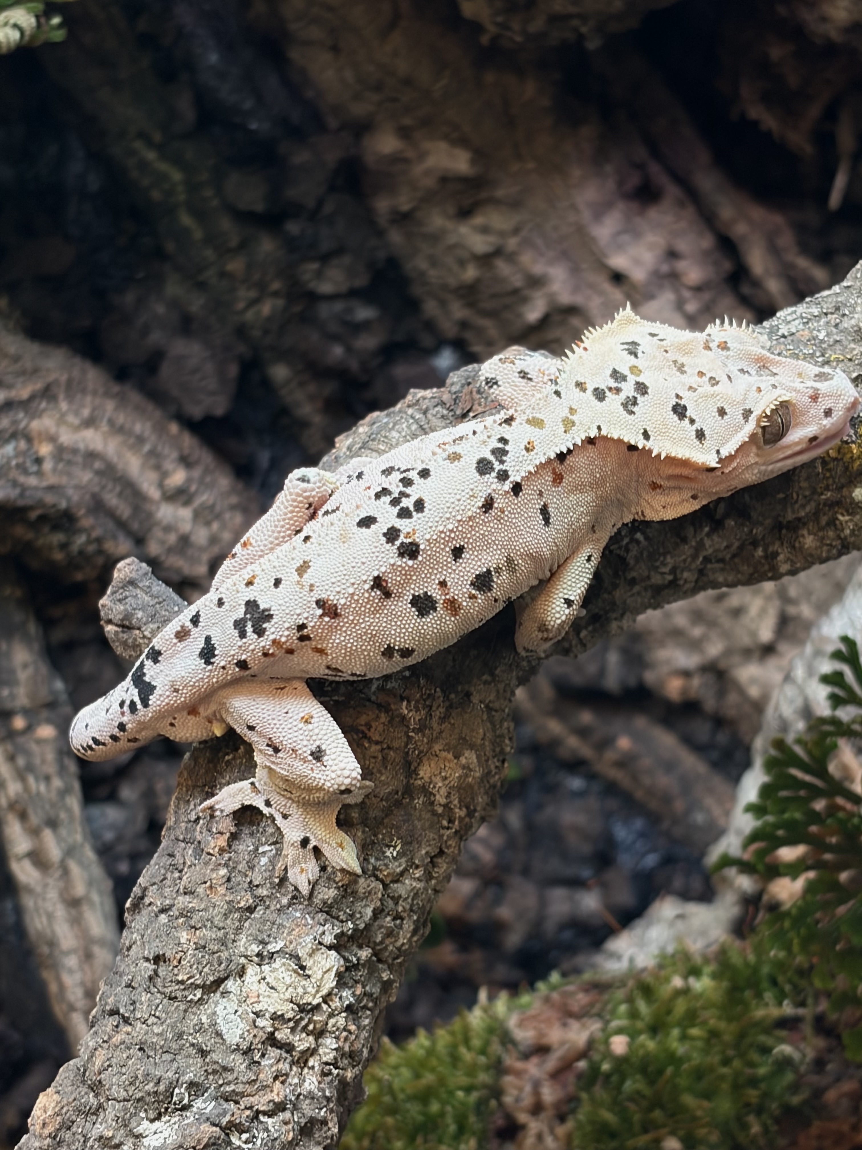 Primal 14. ダルメシアン (M) detail 1