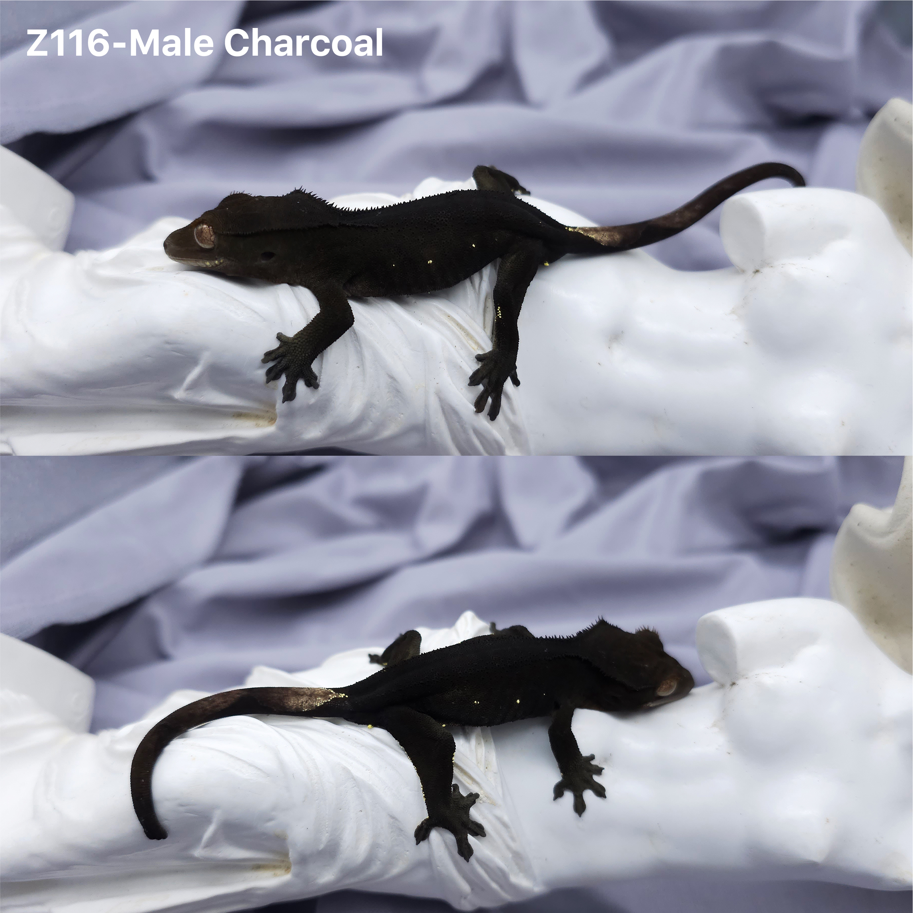 Z116 Charcoal (M) detail 1