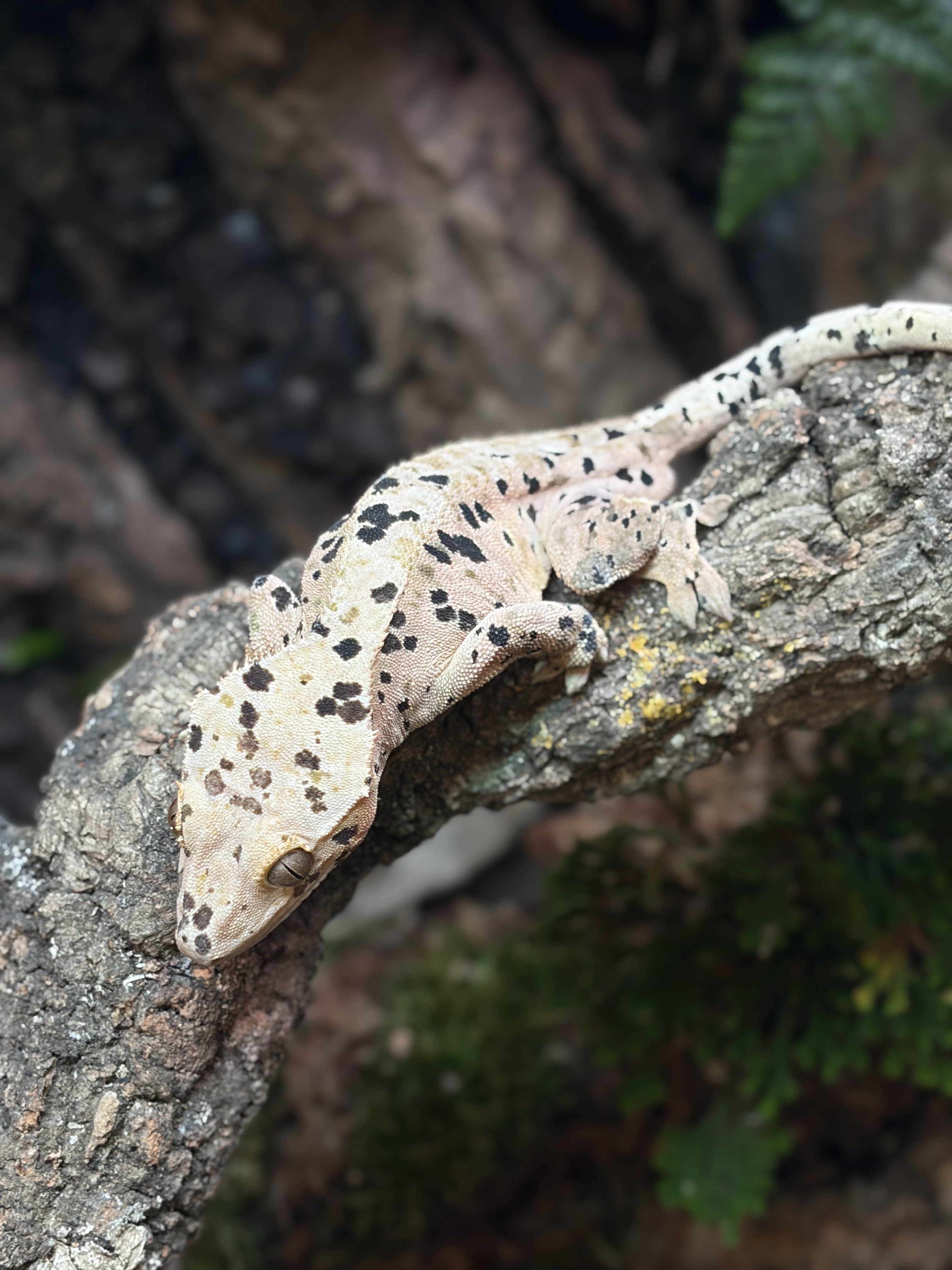 Primal 1. ダルメシアン (M) detail 1