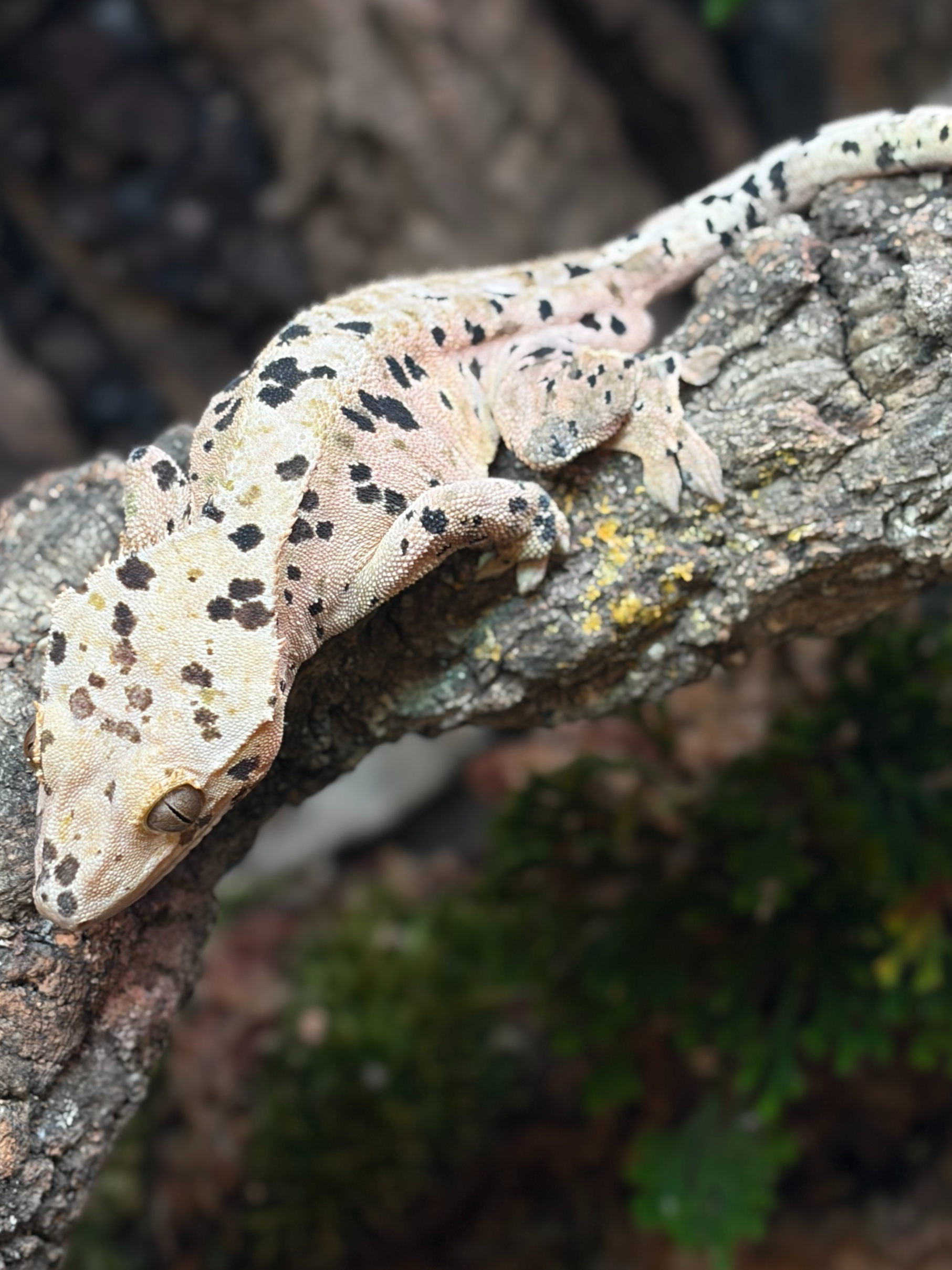 Primal 1. ダルメシアン (M) detail 2