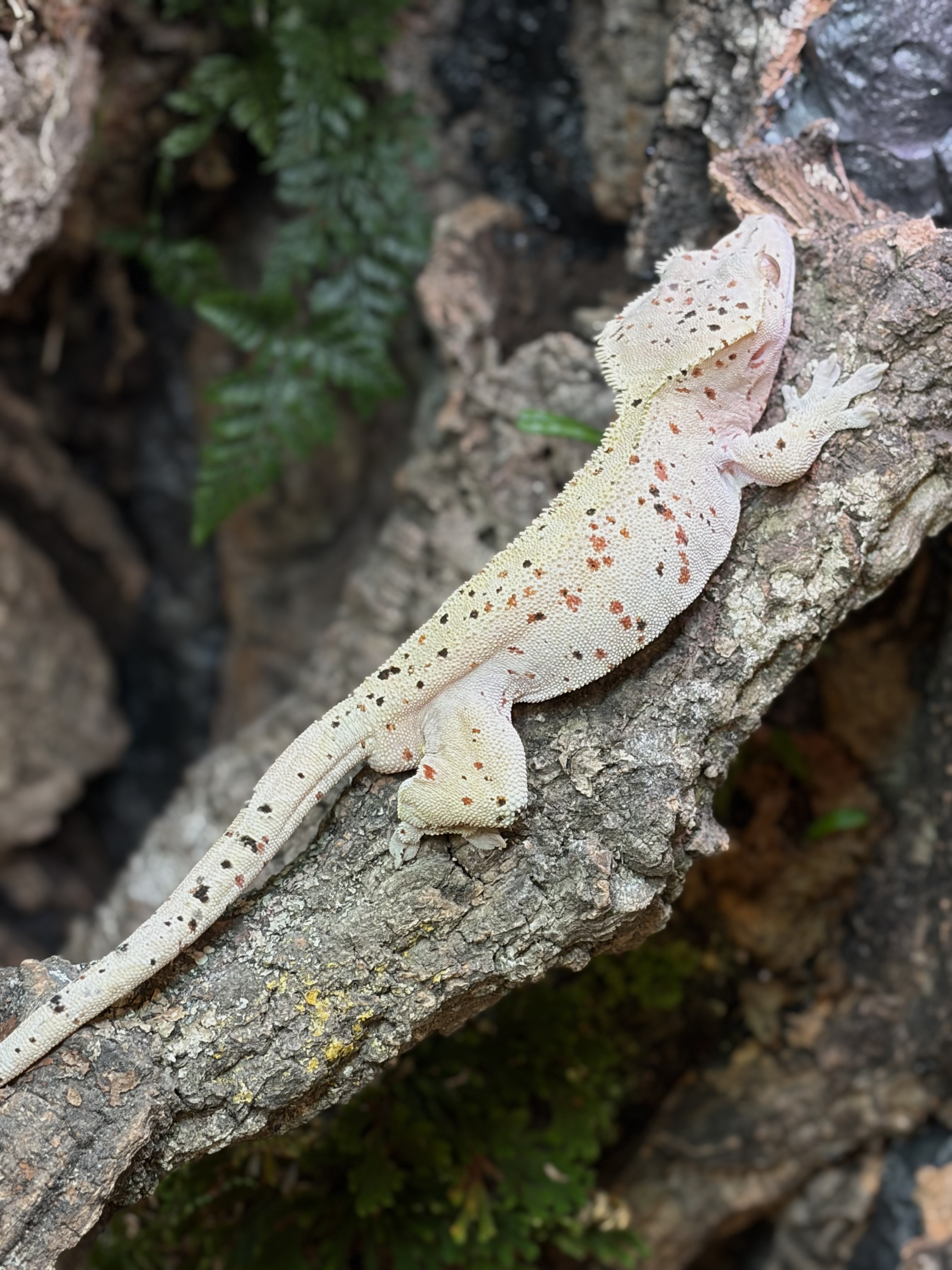 Primal 12. ダルメシアン (M) detail 1