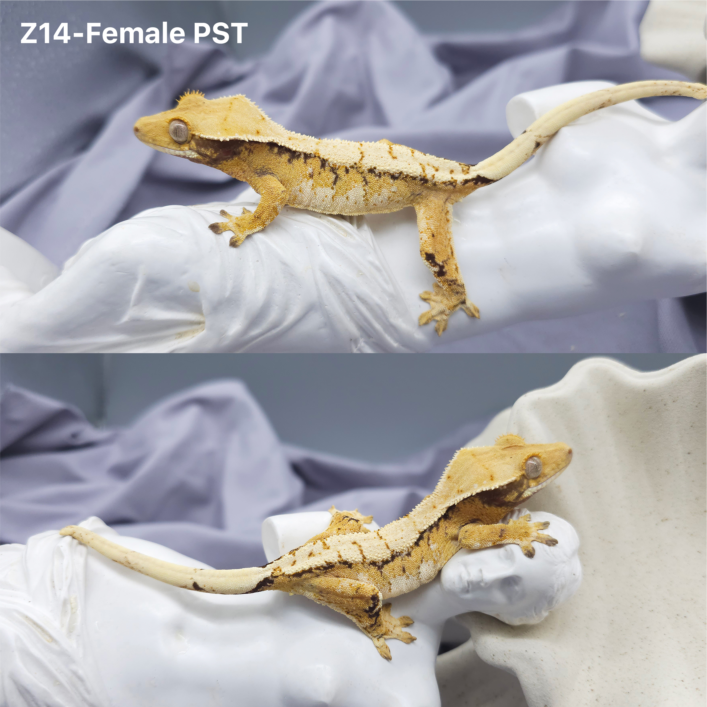 Z14 PST (F) detail 1