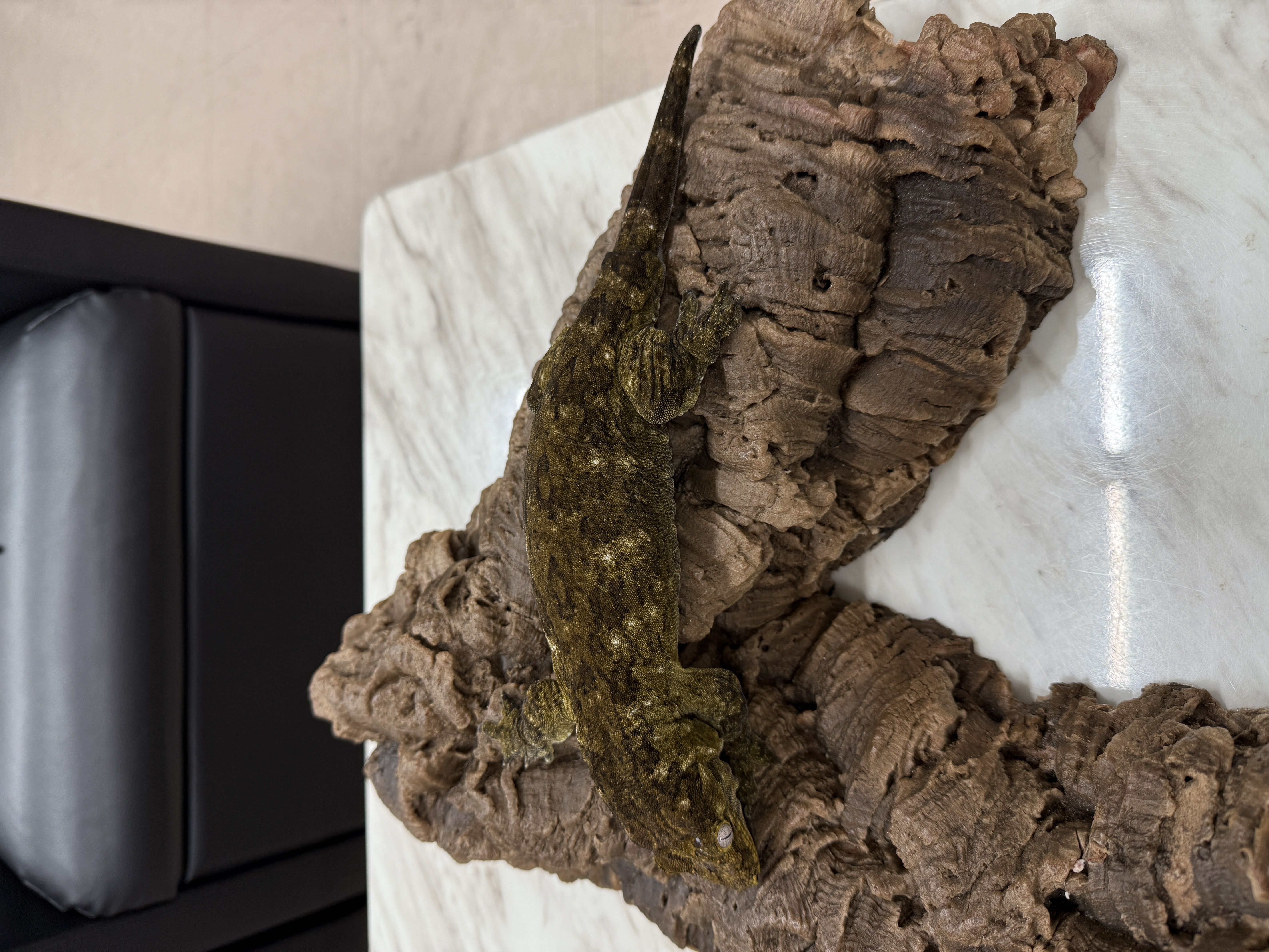 Leapin Leachies - CF x E (F) detail 1