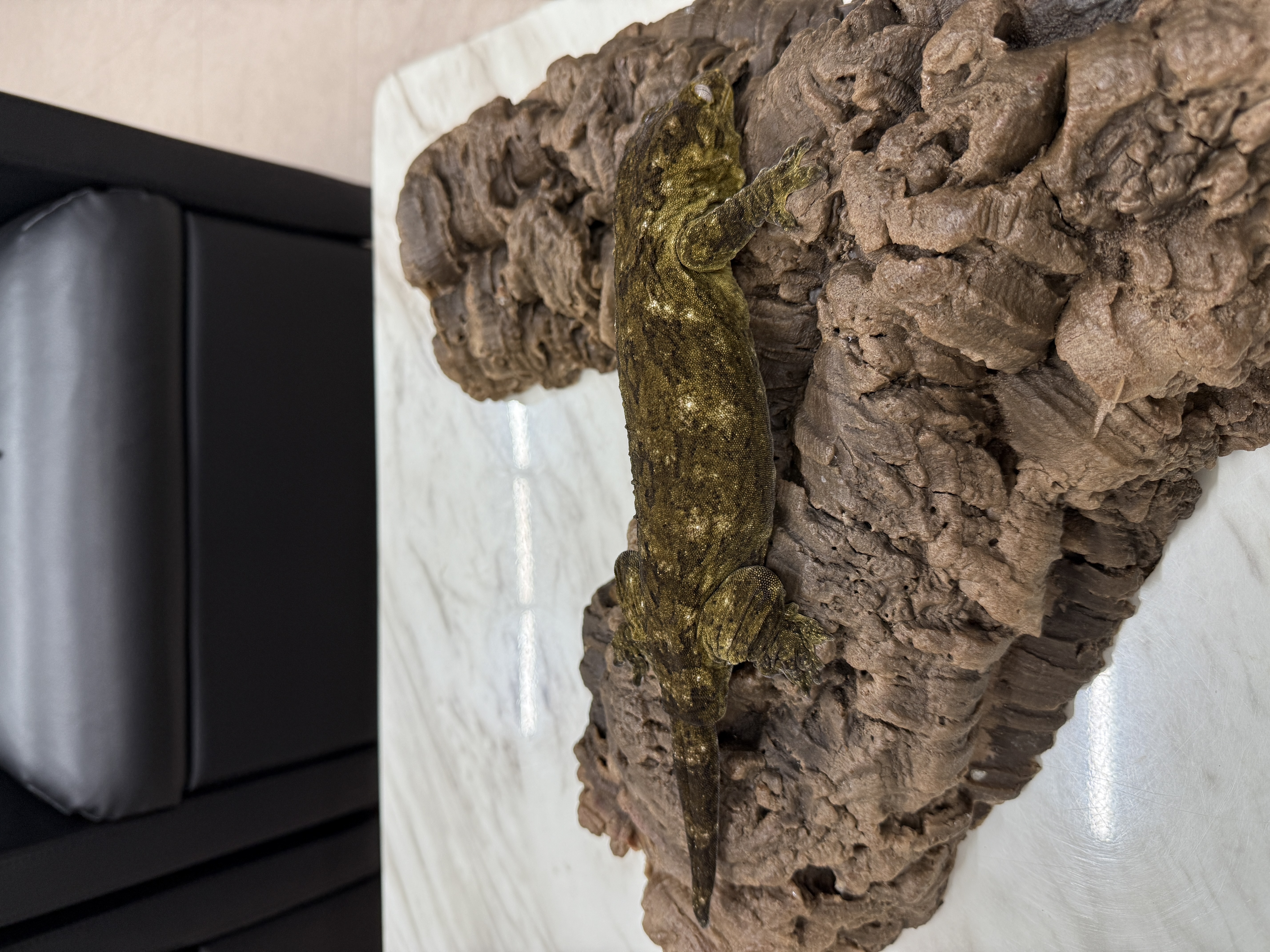 Leapin Leachies - CF x E (F) detail 2