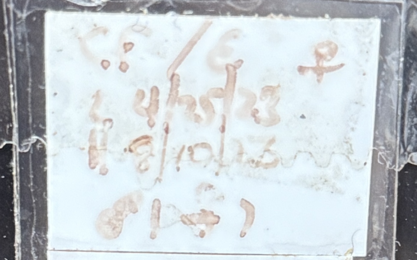 Leapin Leachies - CF x E (F) detail 3