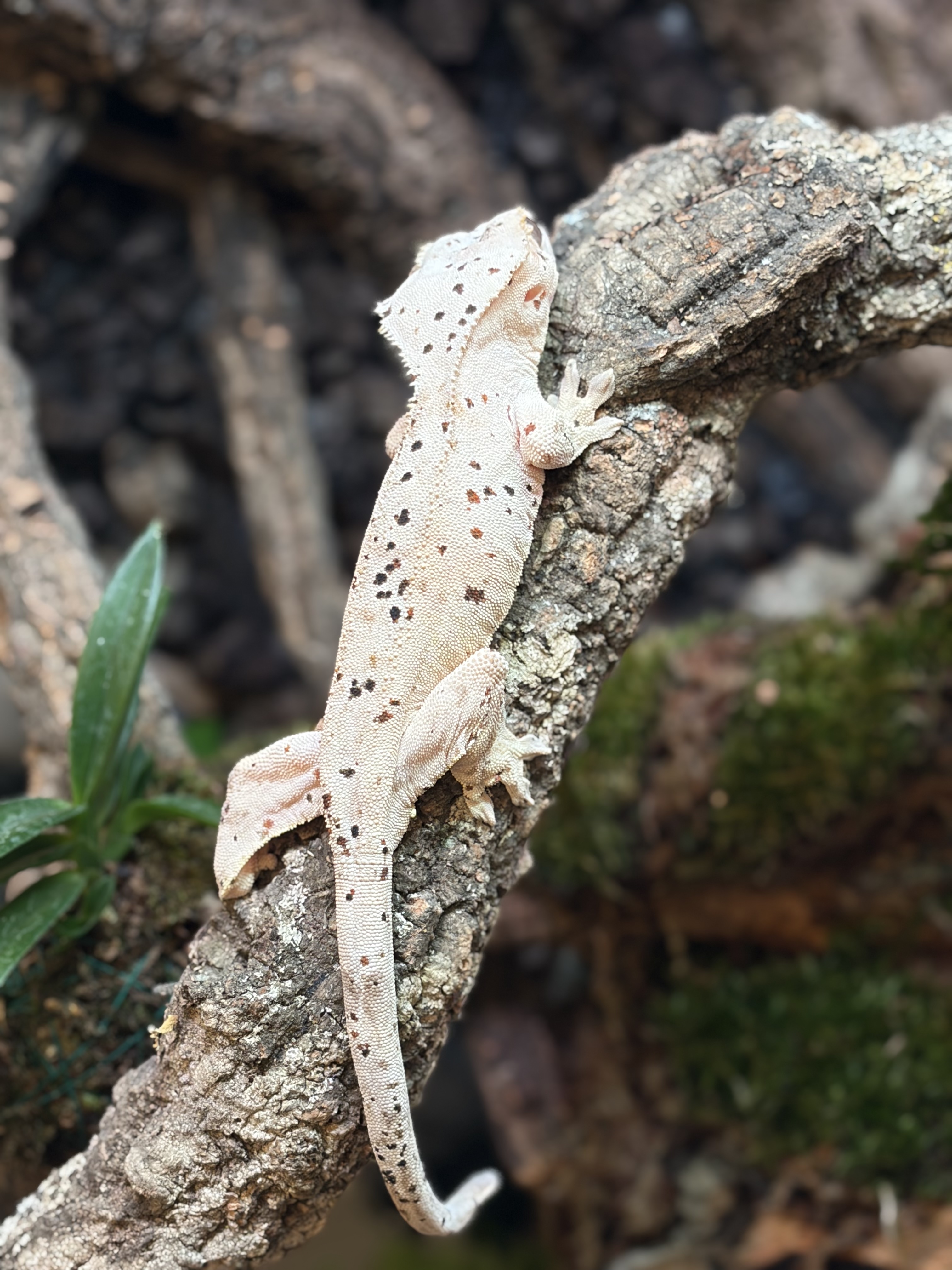 Primal 10. ダルメシアン (F) detail 1