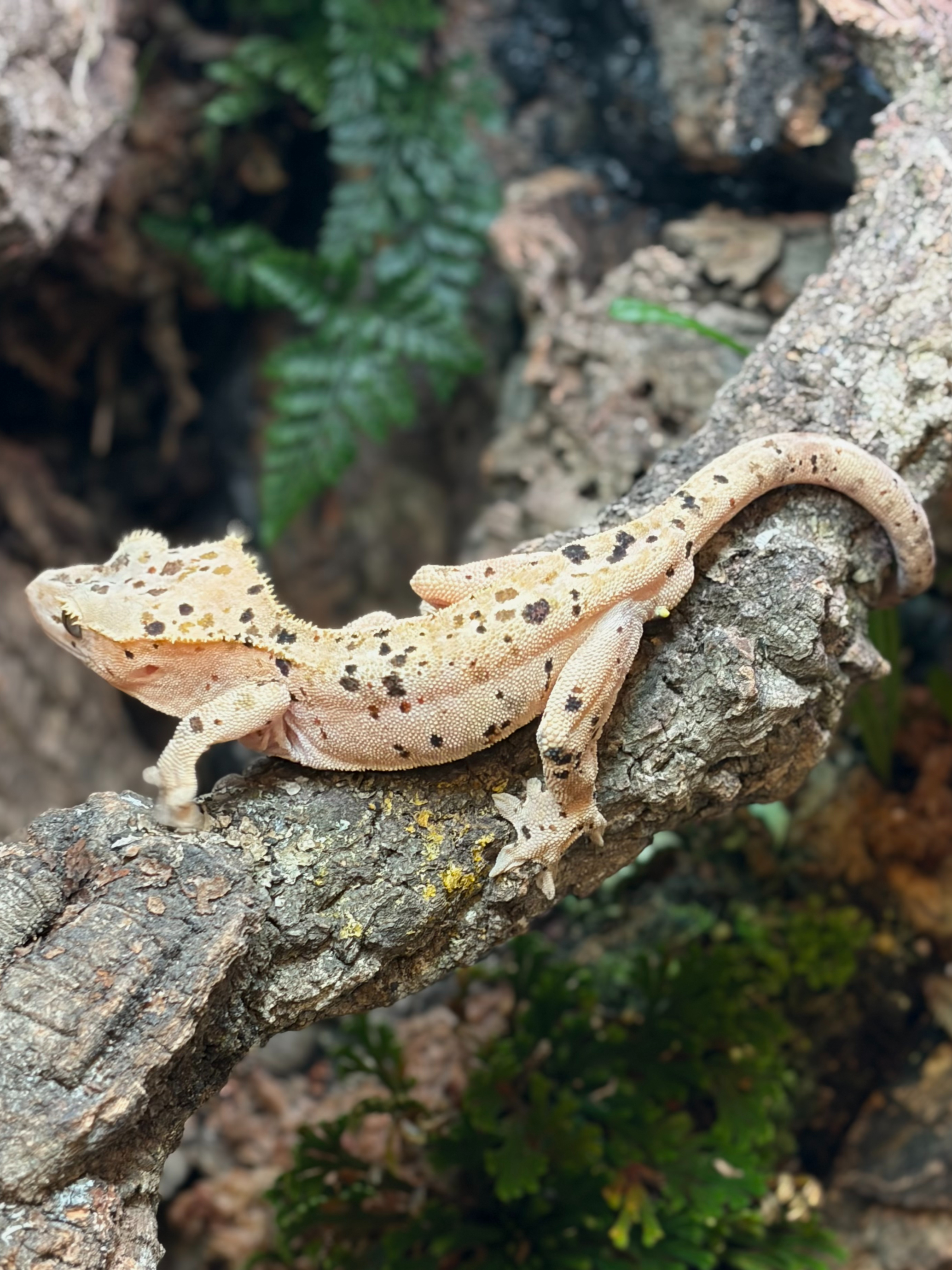 Primal 10. ダルメシアン (F) detail 2