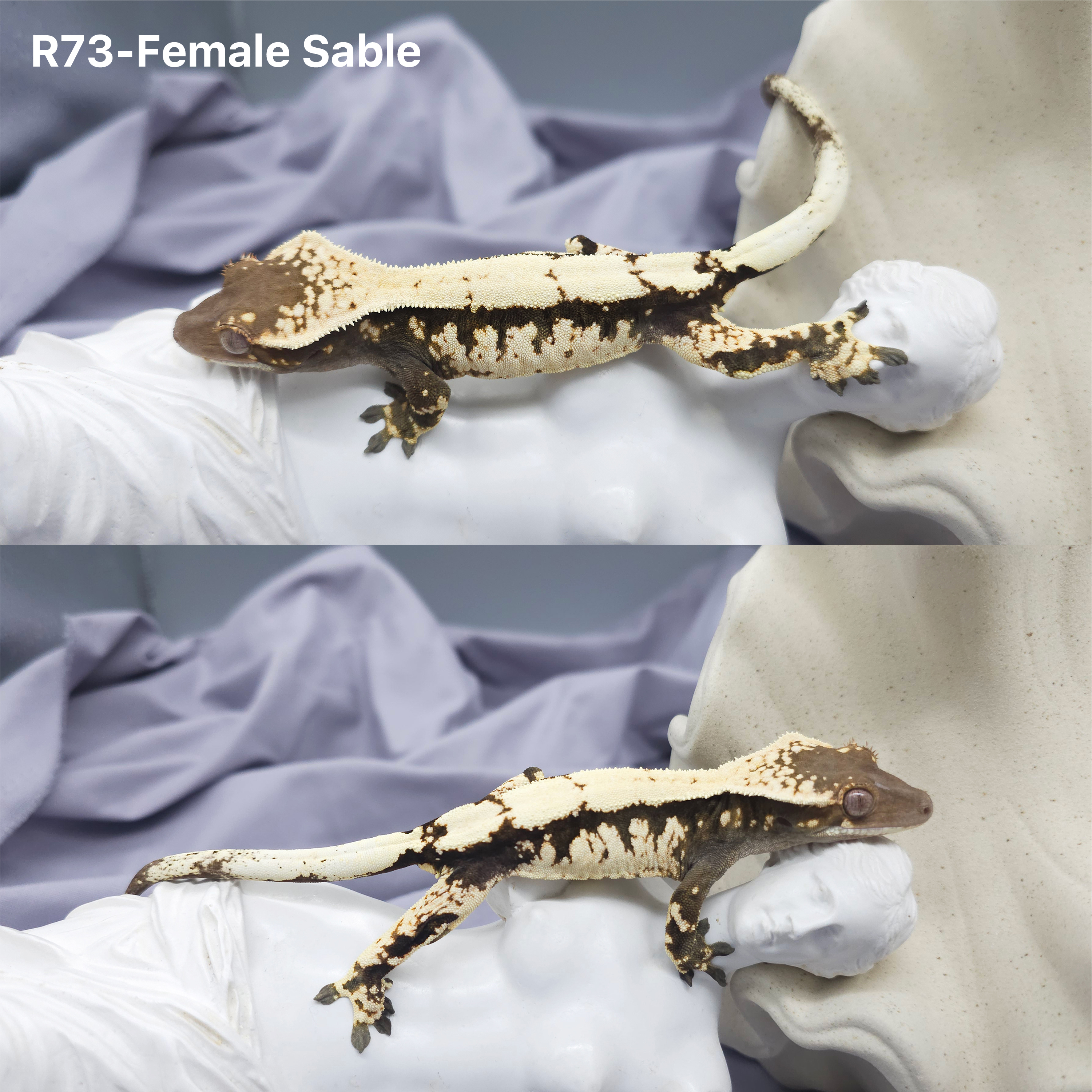 Z73 セーブル (F) detail 1