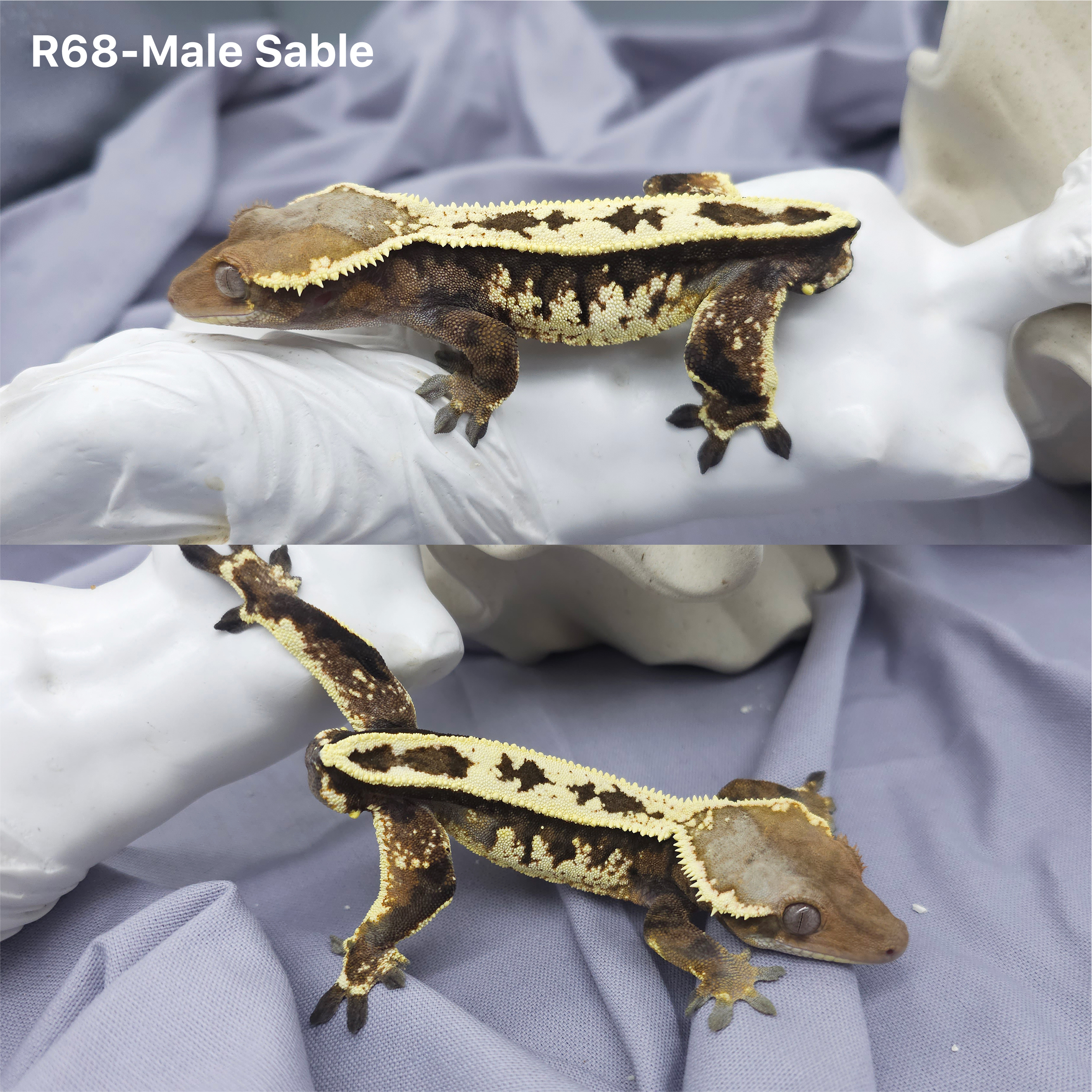 Z68 セーブル (M) detail 1