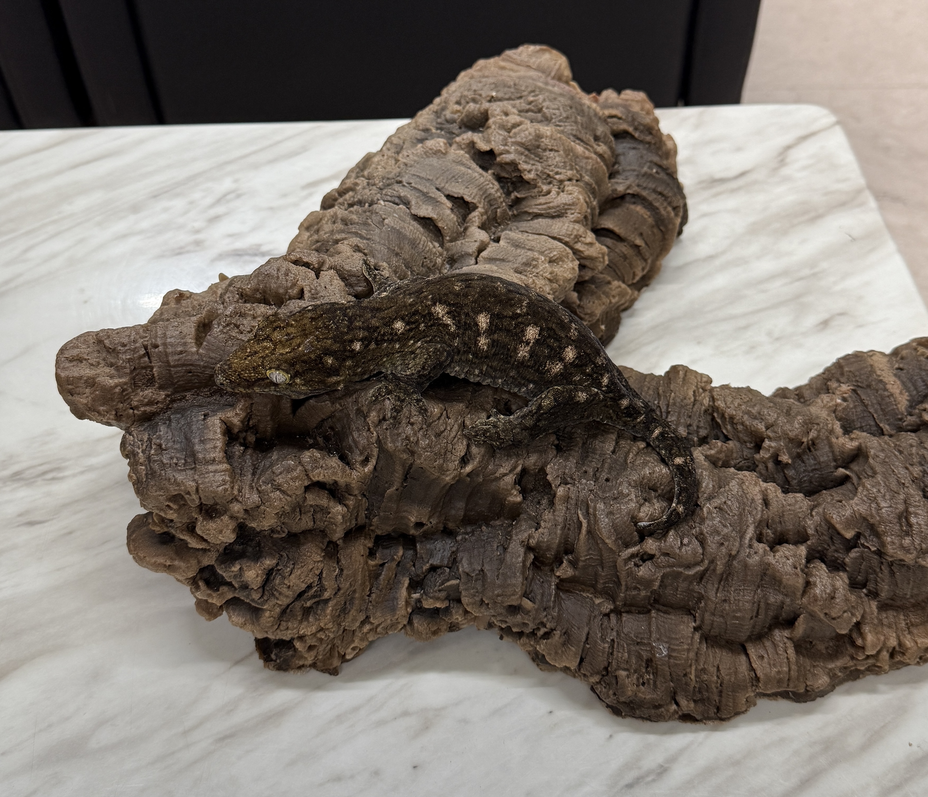 Leapin Leachies - MCDM (F) detail 2