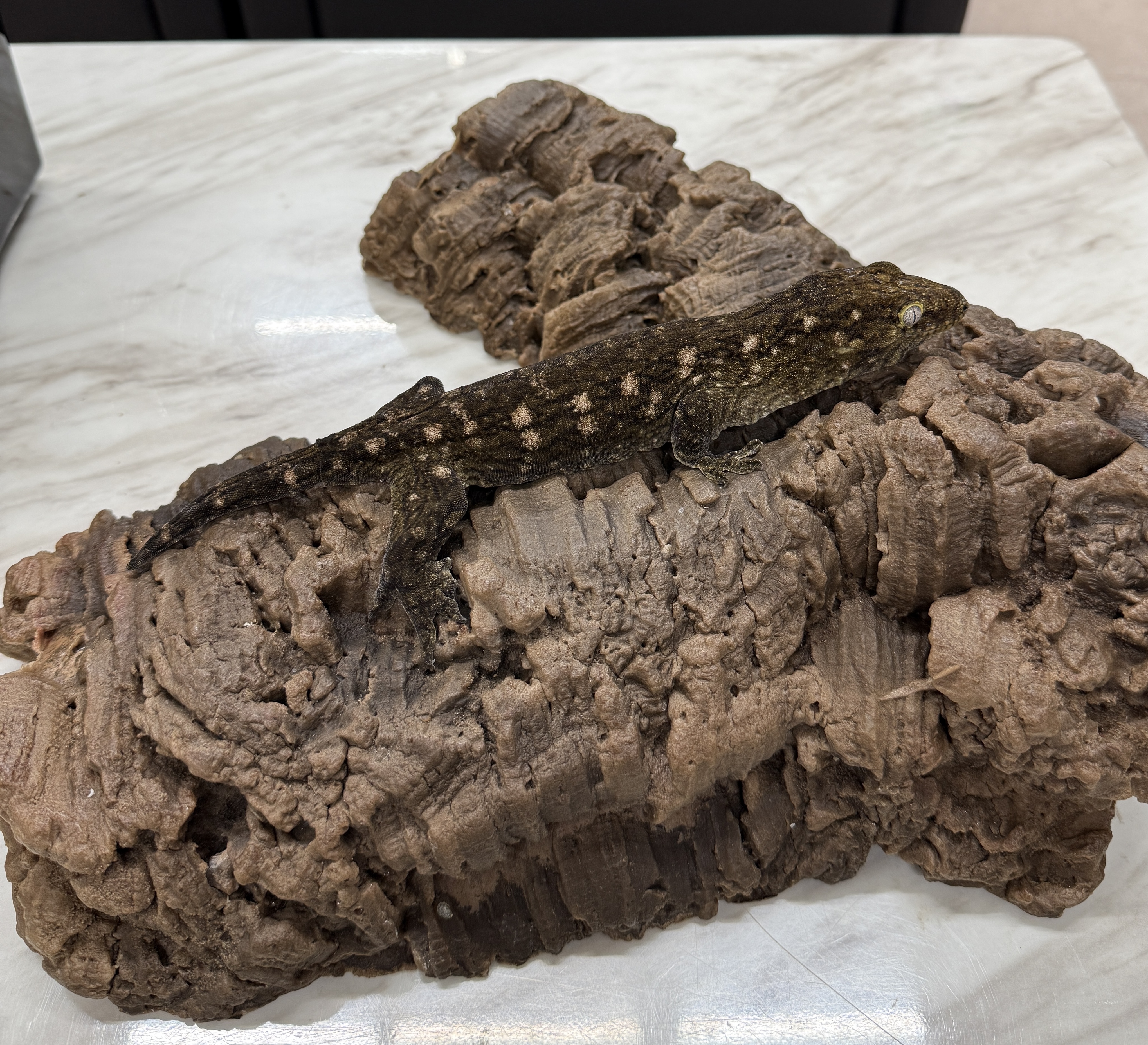 Leapin Leachies - MCDM (F) detail 3