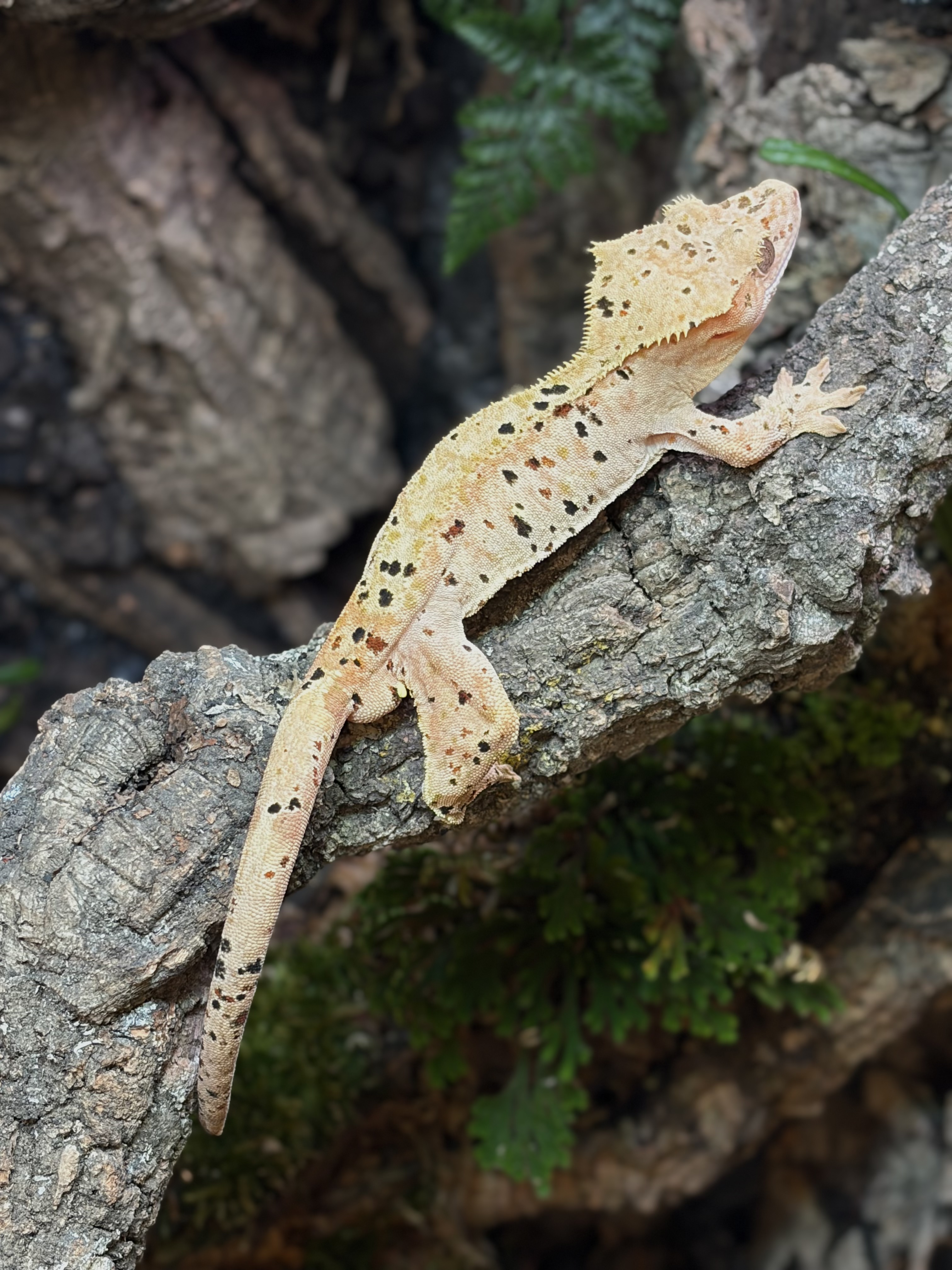 Primal 15. ダルメシアン (M) detail 1