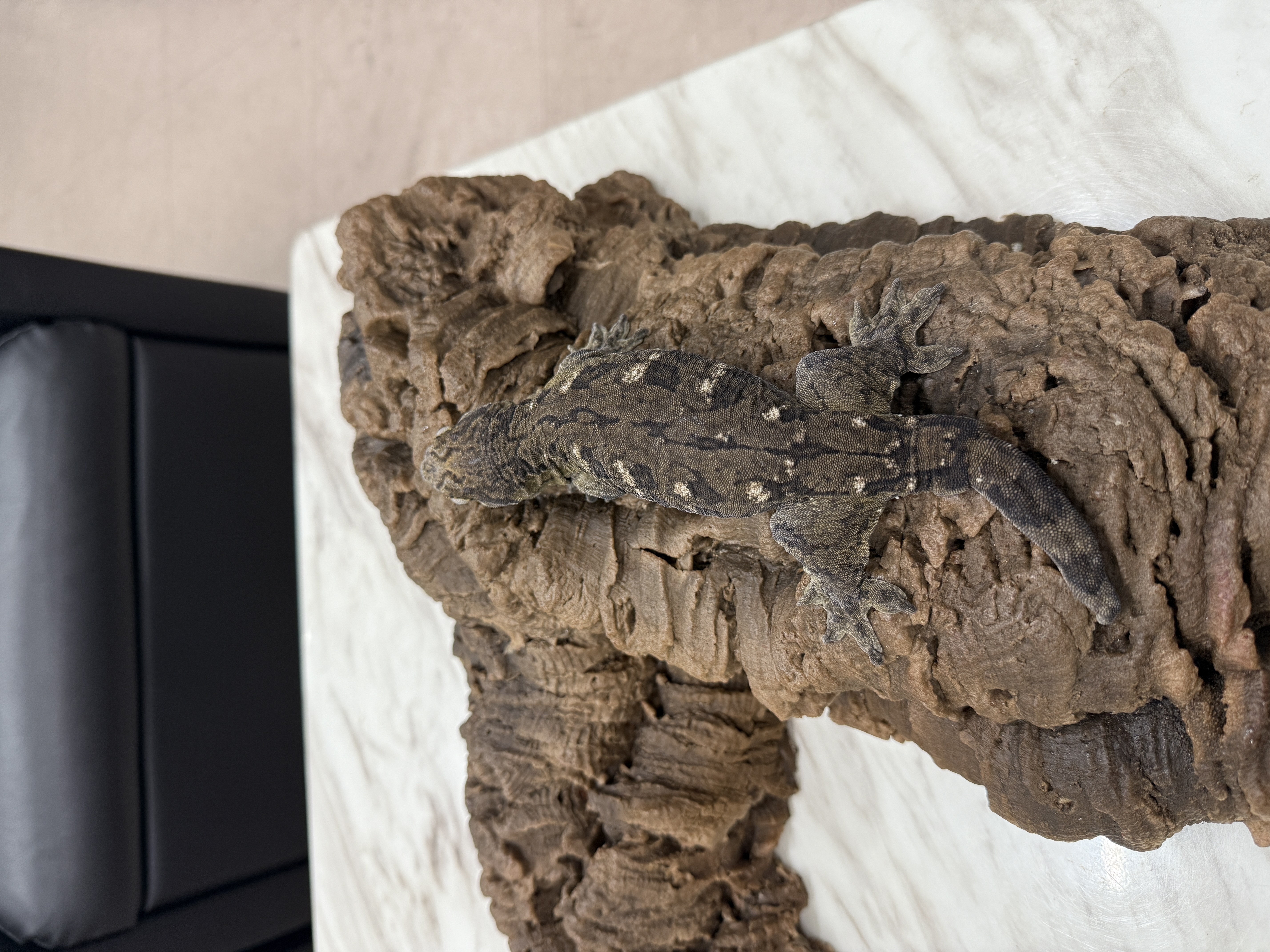 Leapin Leachies - コギス 1 (F) detail 2