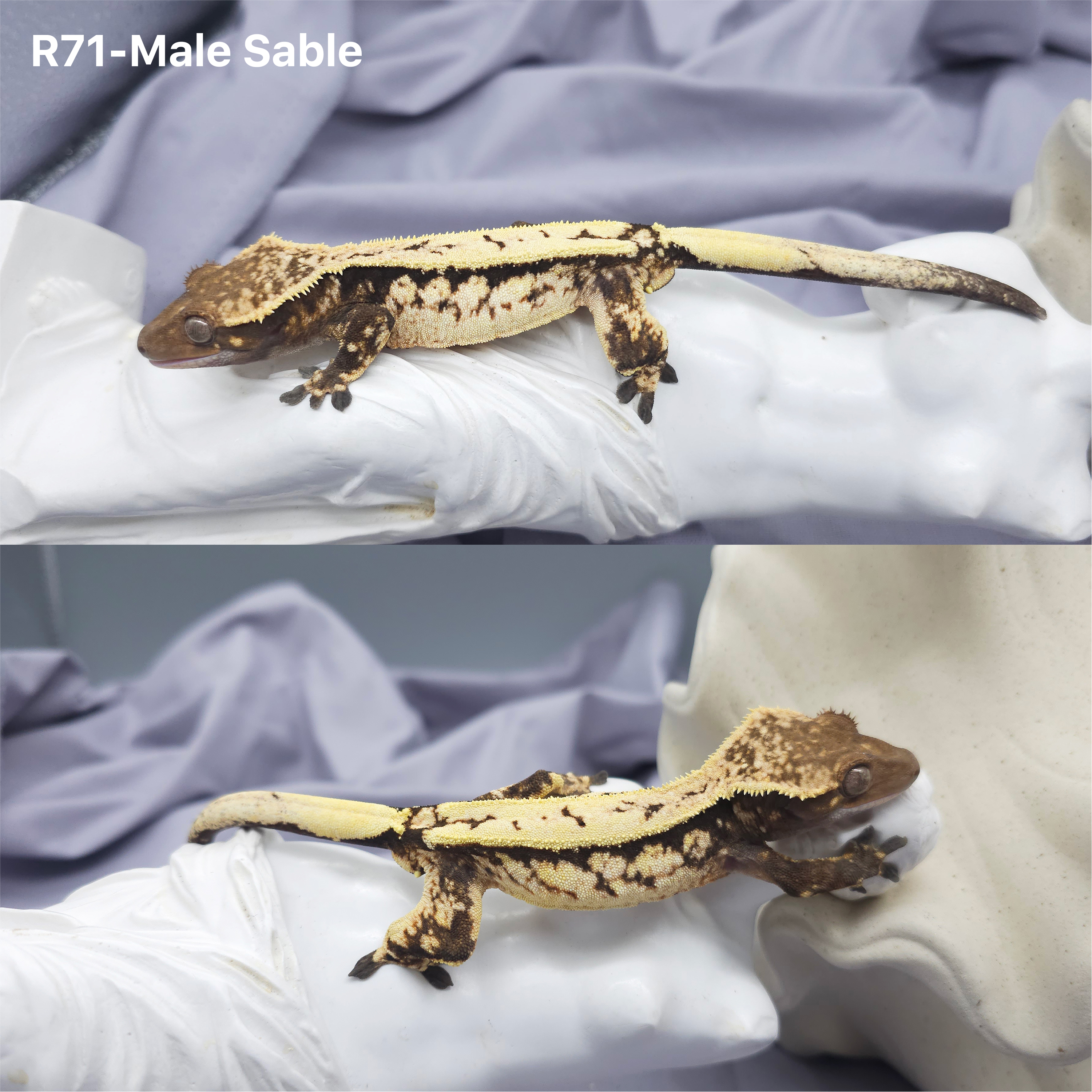 Z71 セーブル (M) detail 1