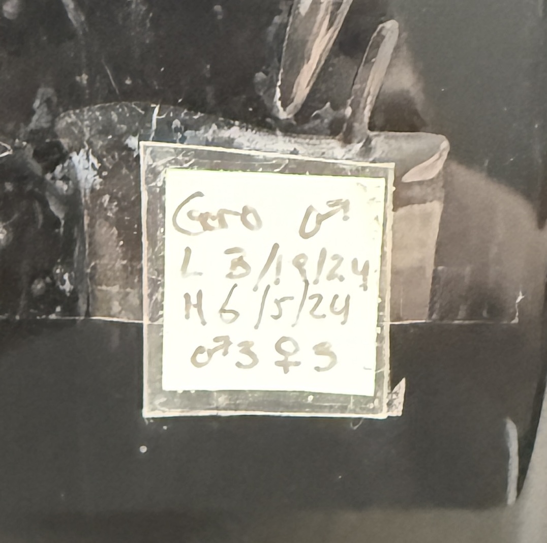 Leapin Leachies - ゴロ (M) detail 4