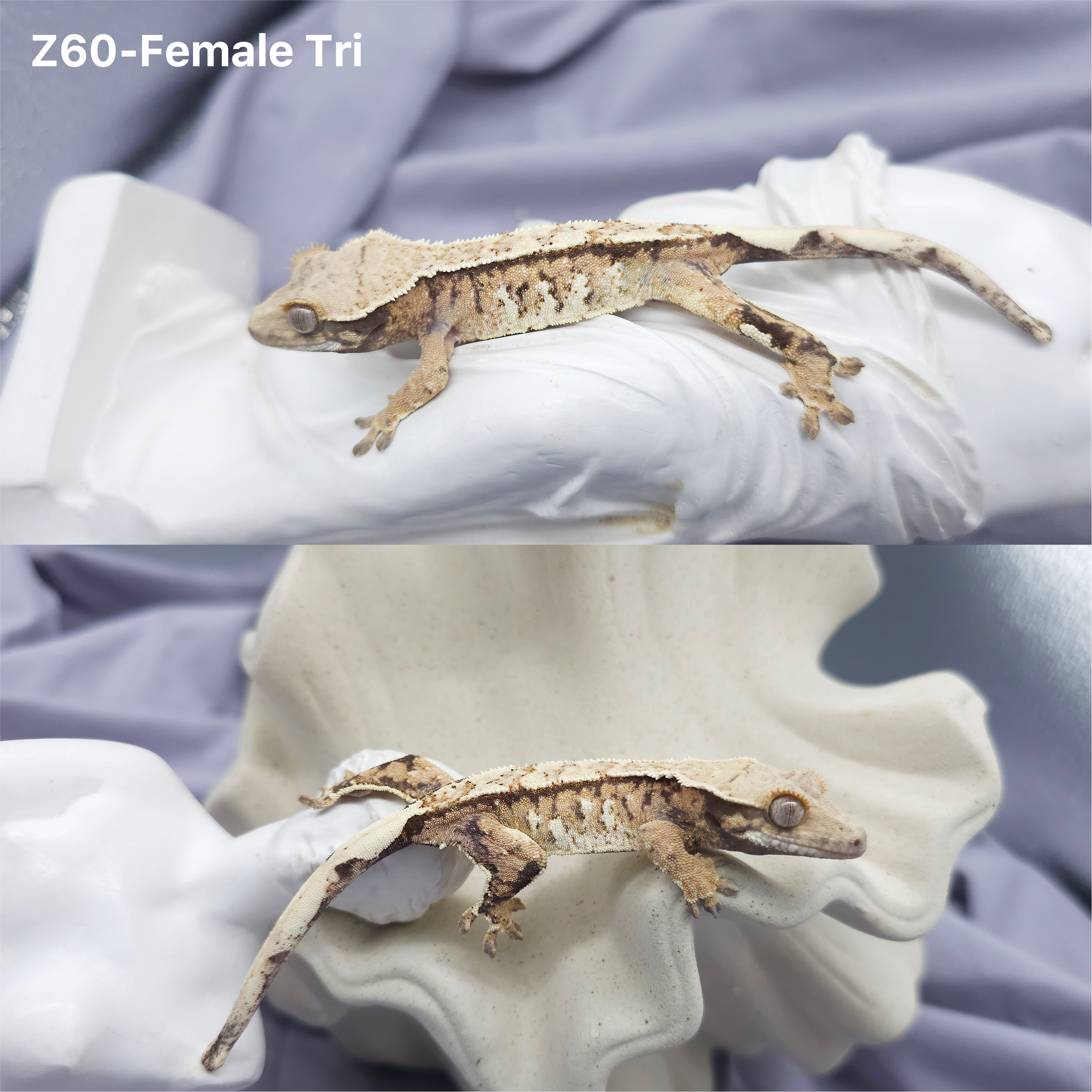 Z60 トライ (F) detail 1