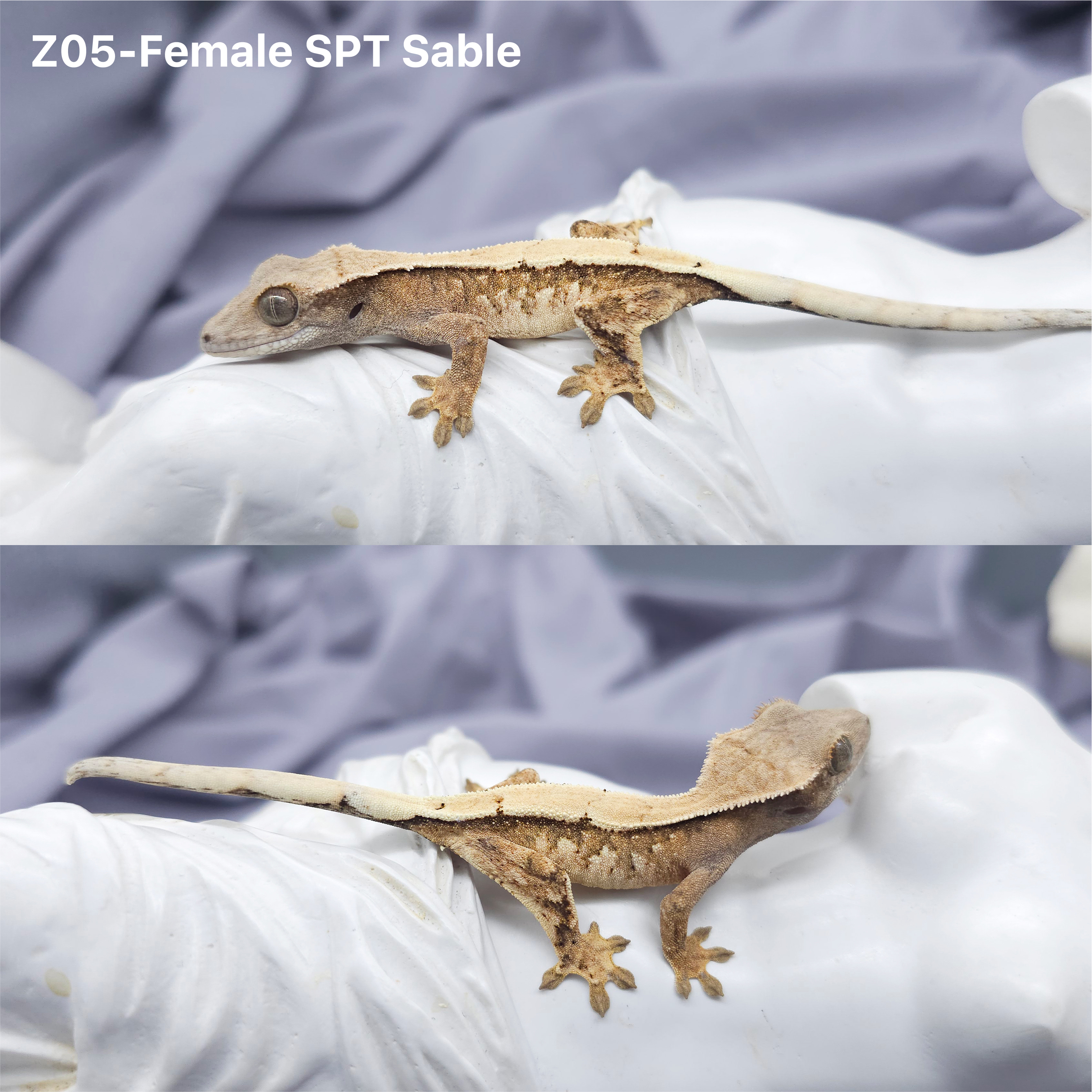 Z5 SPT セーブル (F) detail 1