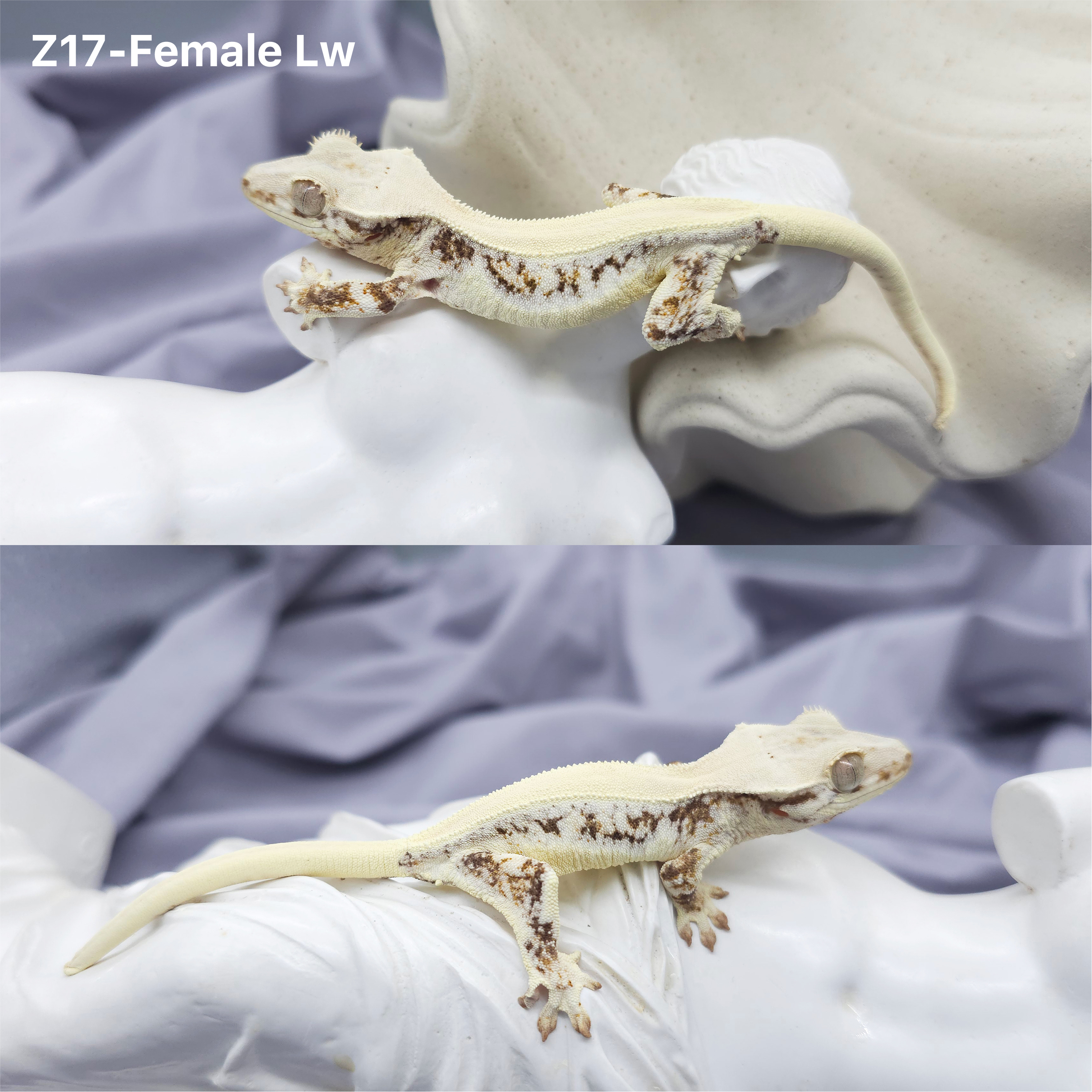 Z17 リリー (F) detail 1