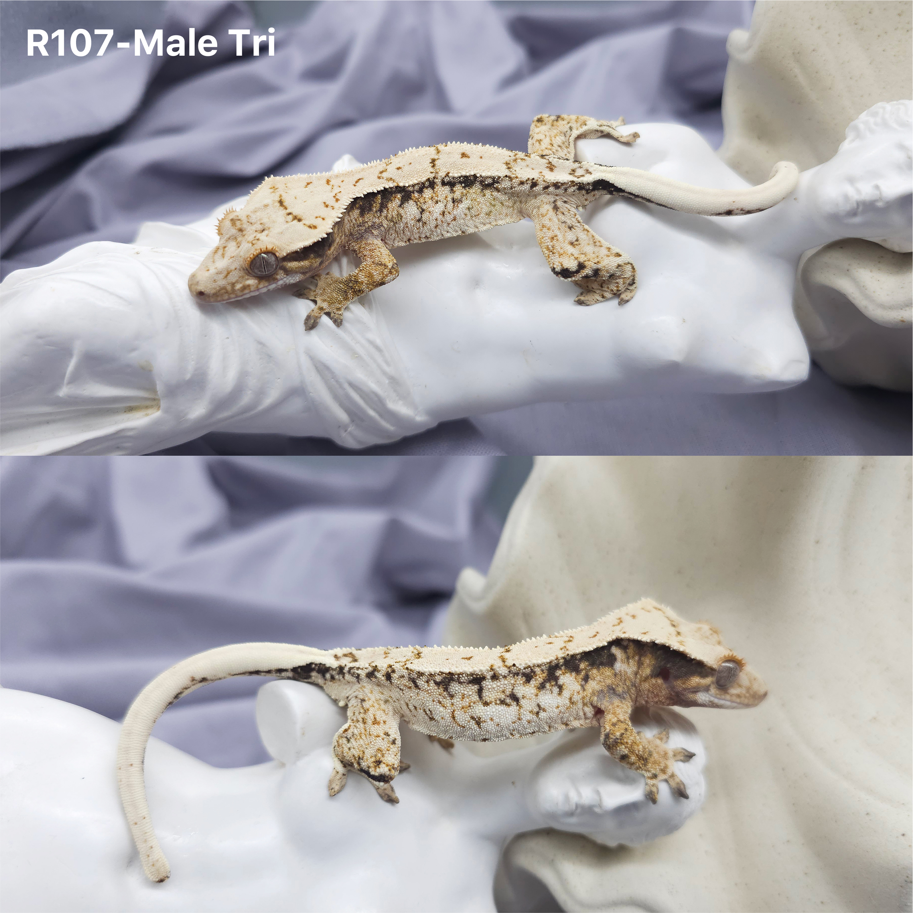 Z107 トライ (M) detail 1