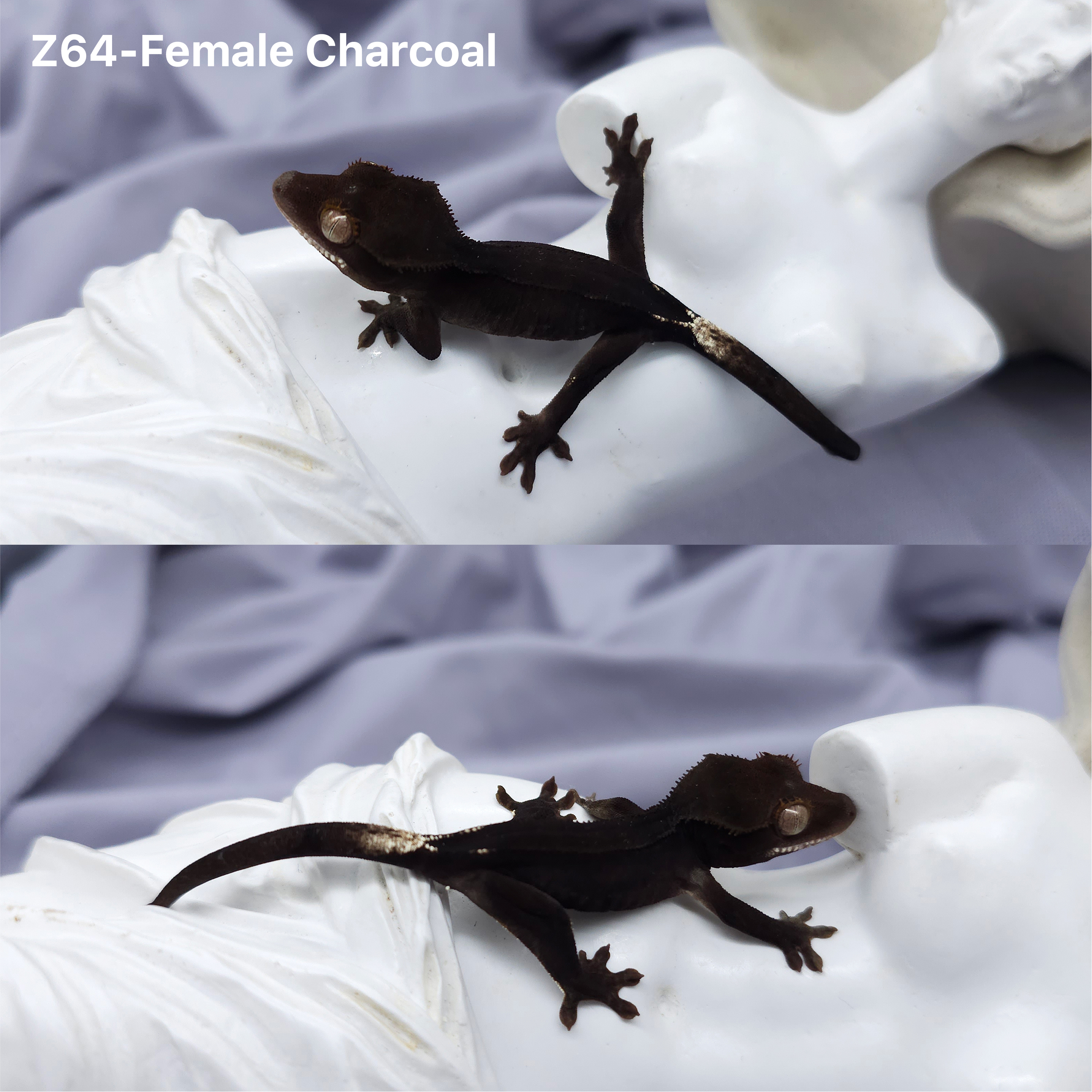 Z64 チャコール (F) detail 1