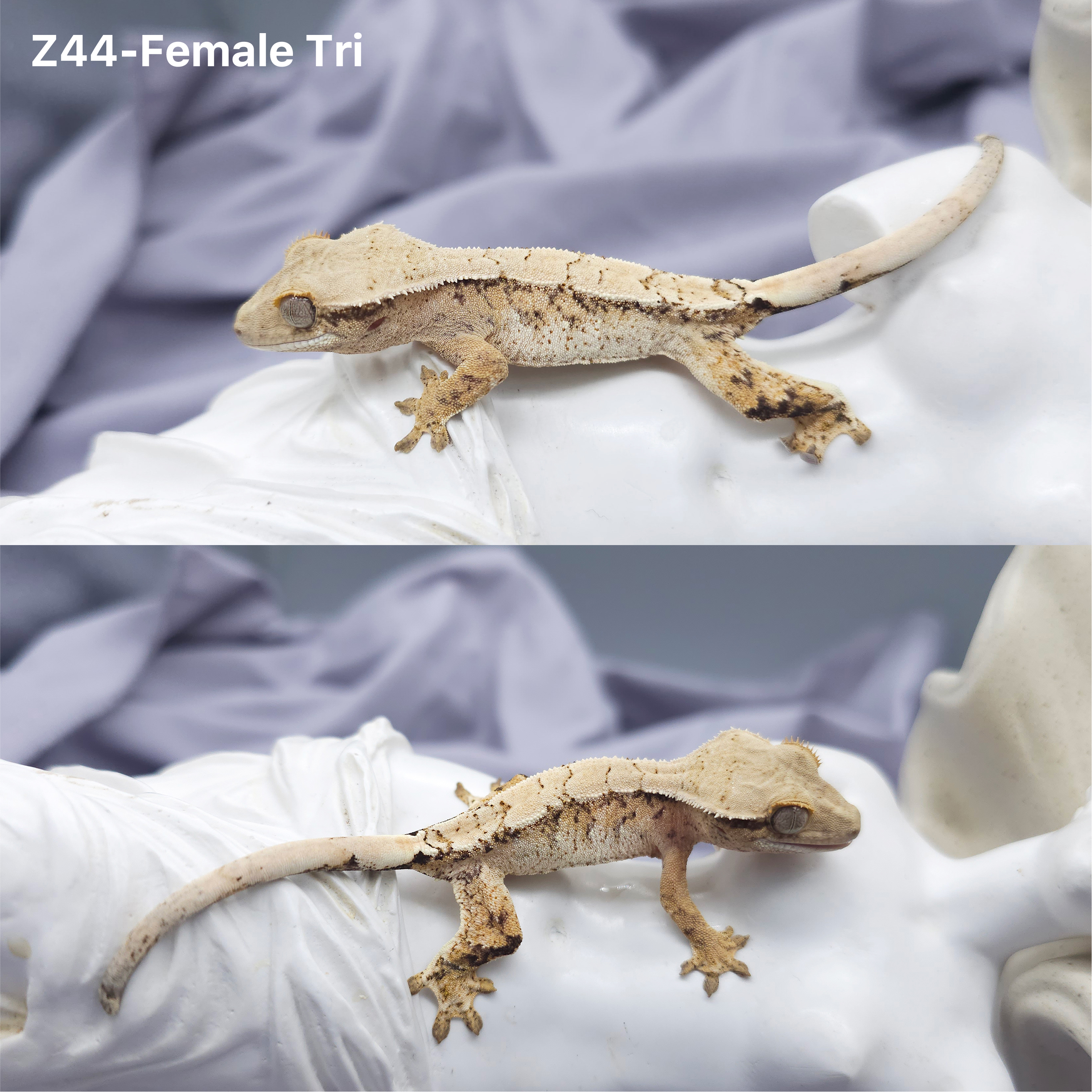 Z44 トライ (F) detail 1