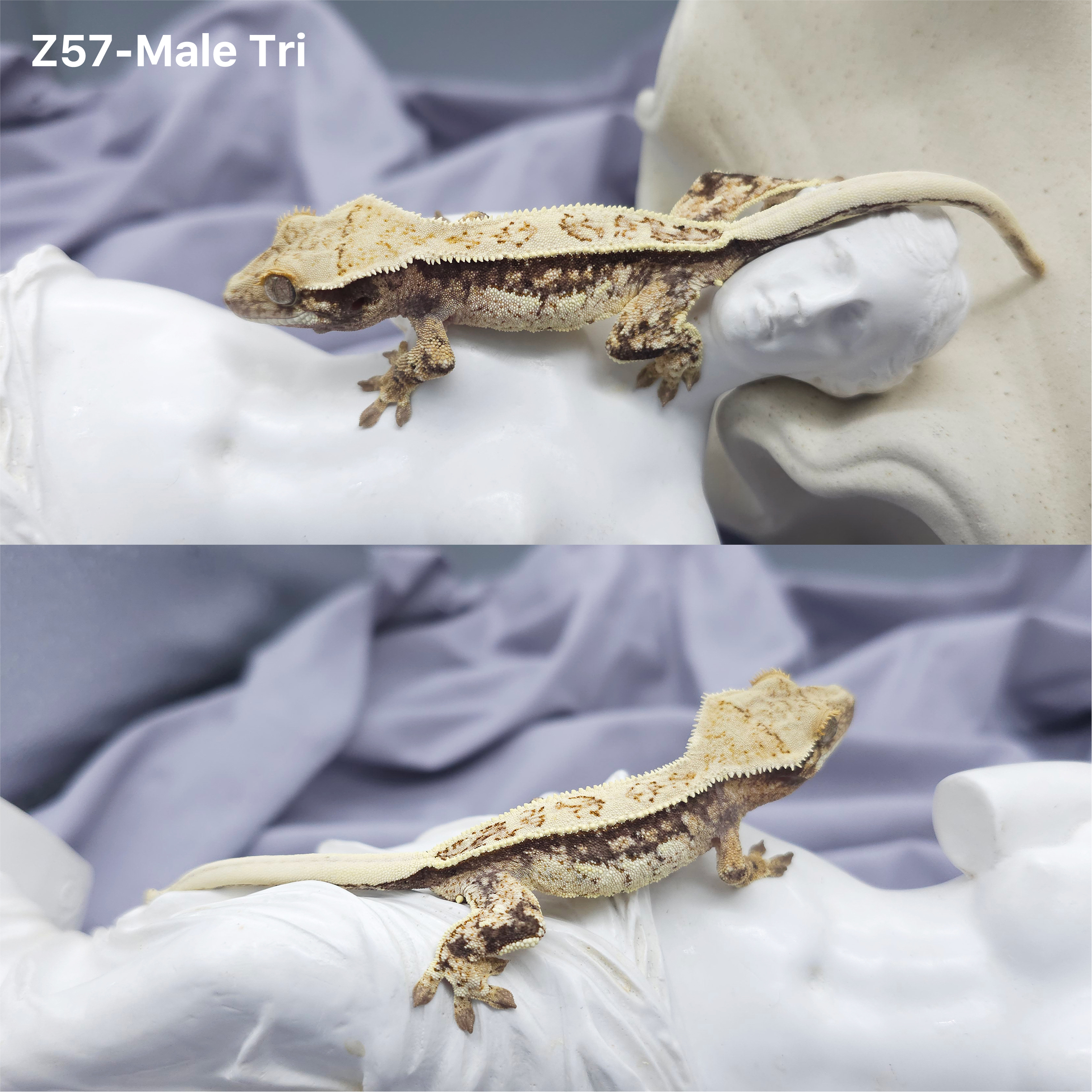 Z57 トライ (M) detail 1