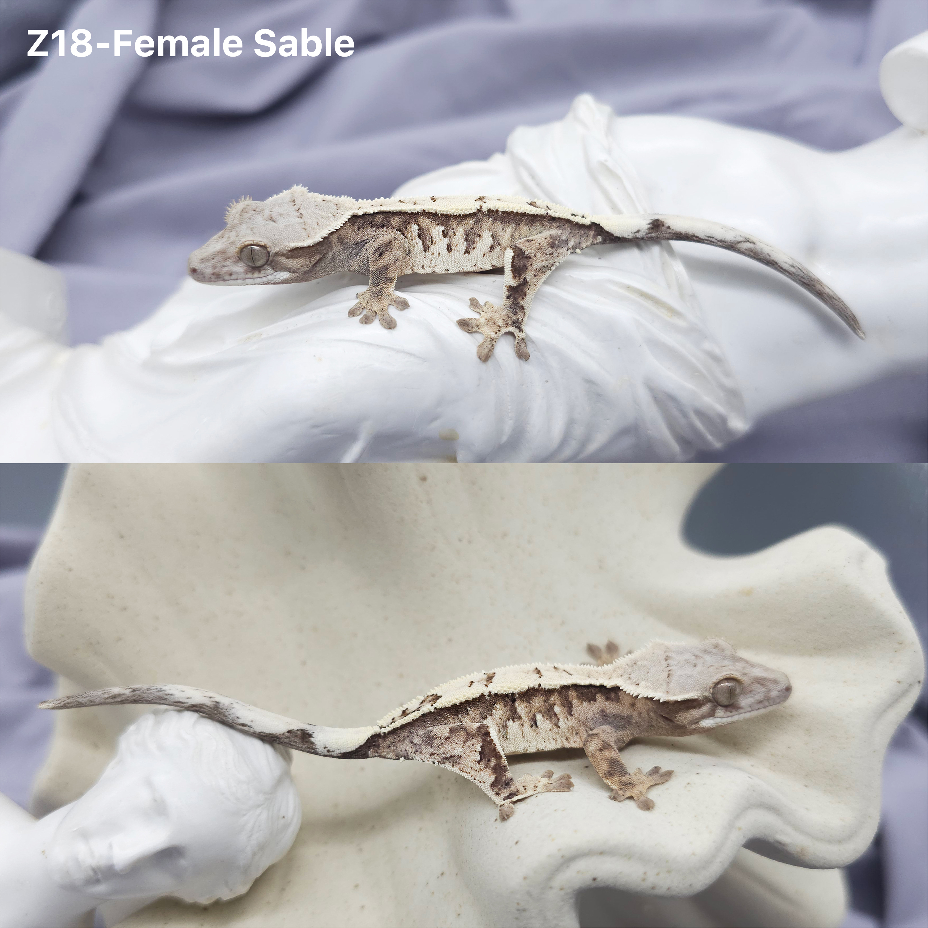 Z18 セーブル (F) detail 1